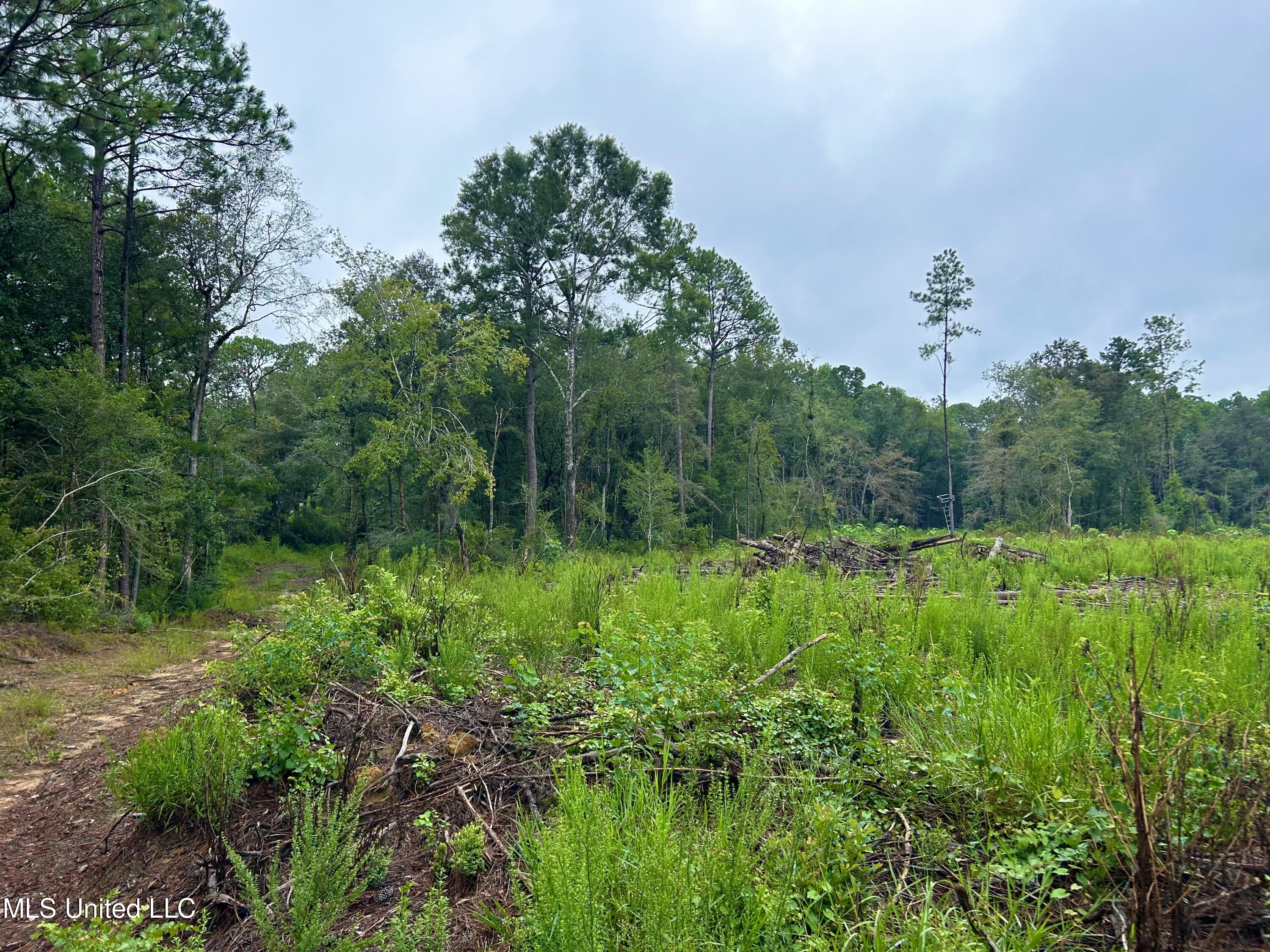 0 Campground Road Vancleave, MS 39565 - Photo 4 of 25 IMG_1042