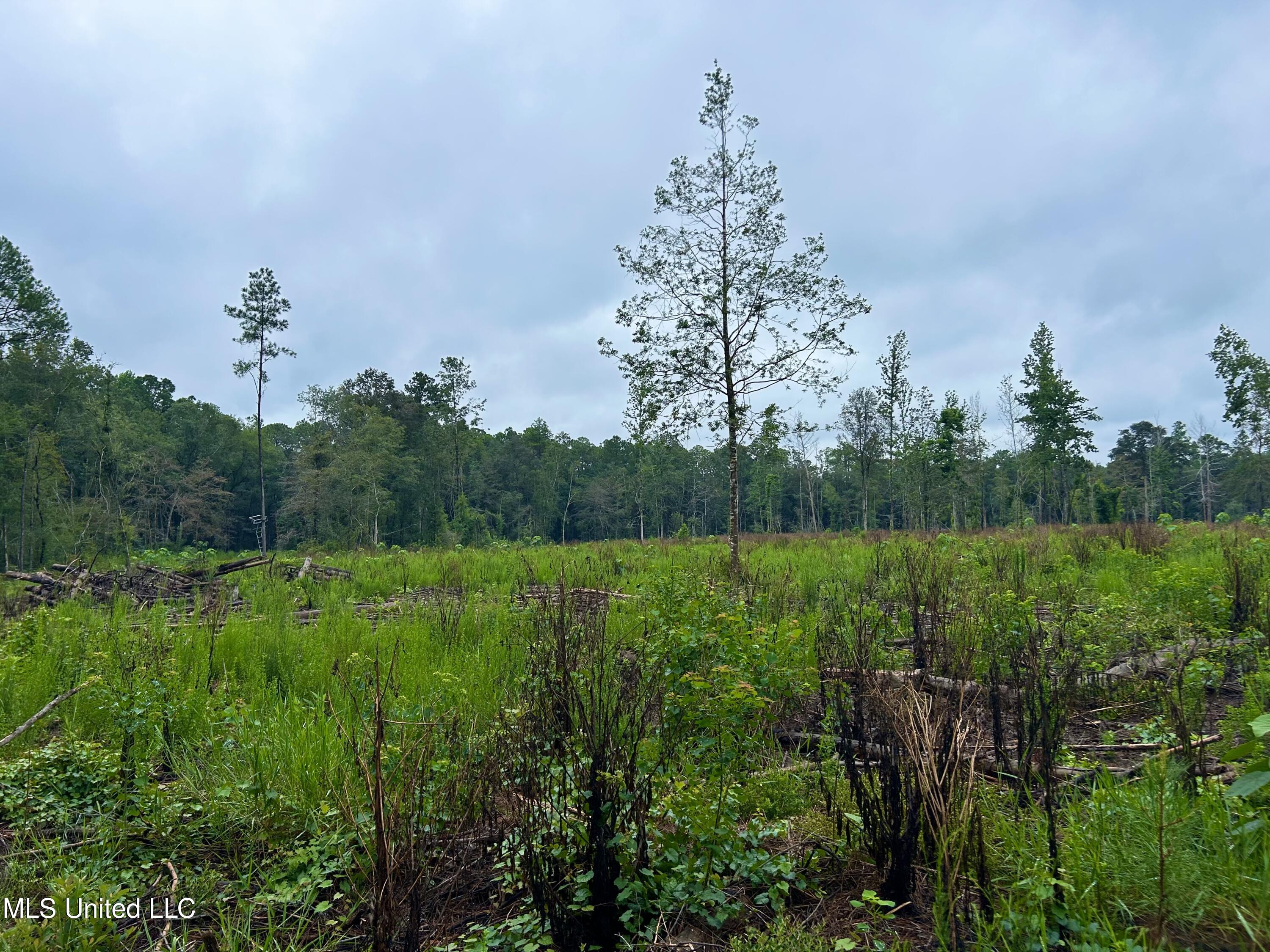 0 Campground Road Vancleave, MS 39565 - Photo 5 of 25 IMG_1041