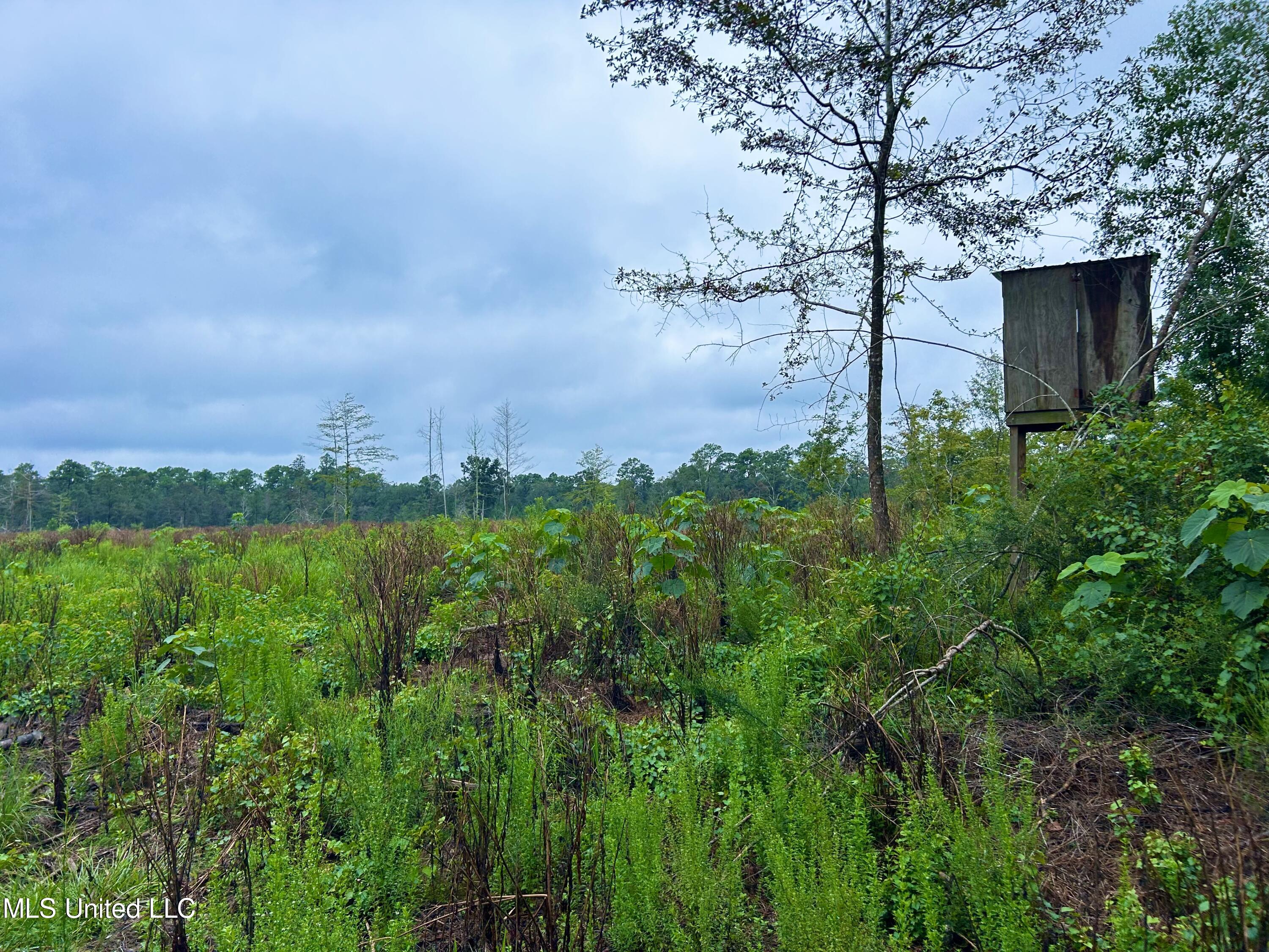 0 Campground Road Vancleave, MS 39565 - Photo 6 of 25 IMG_1040