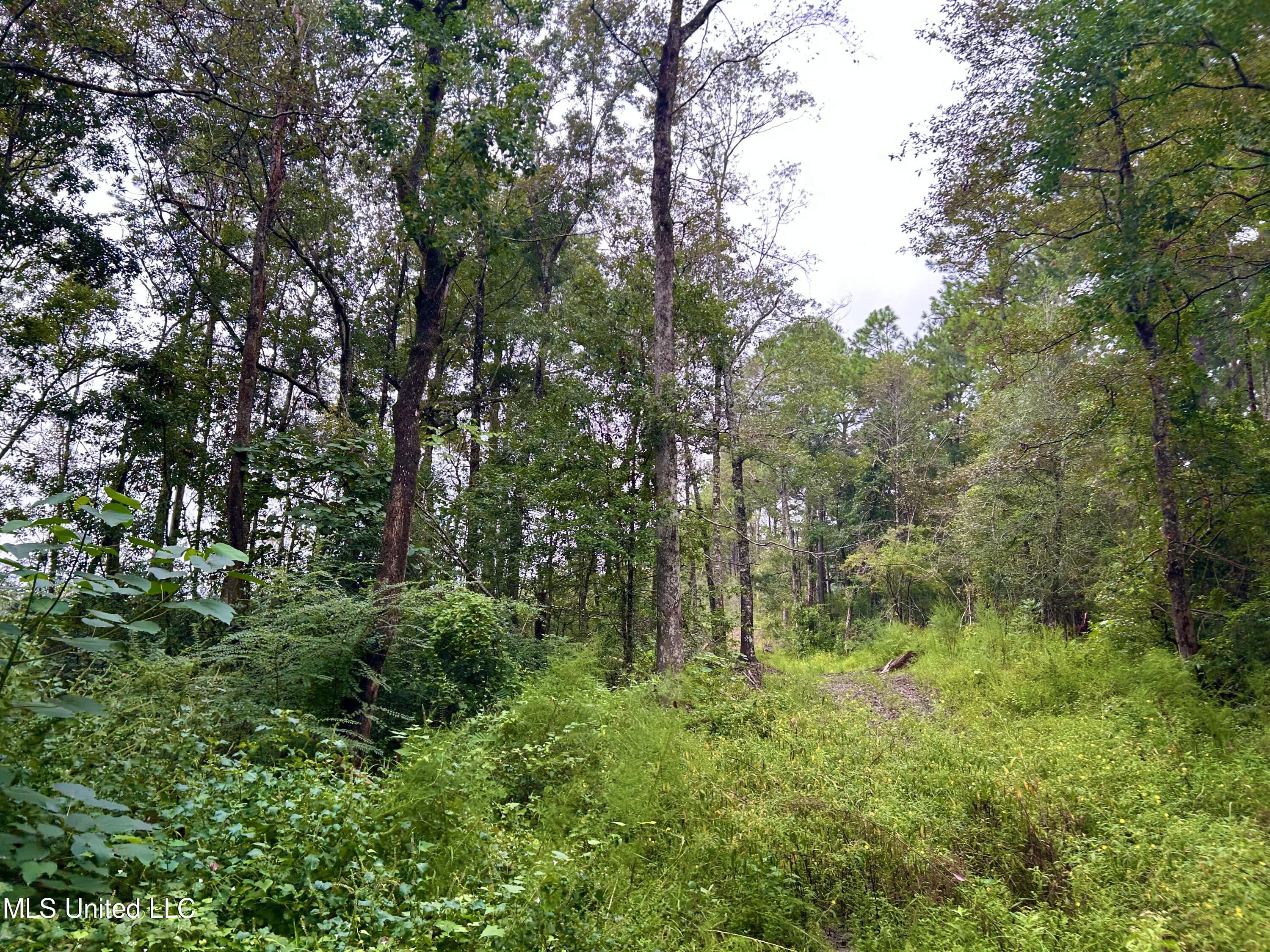 0 Campground Road Vancleave, MS 39565 - Photo 7 of 25 IMG_1039