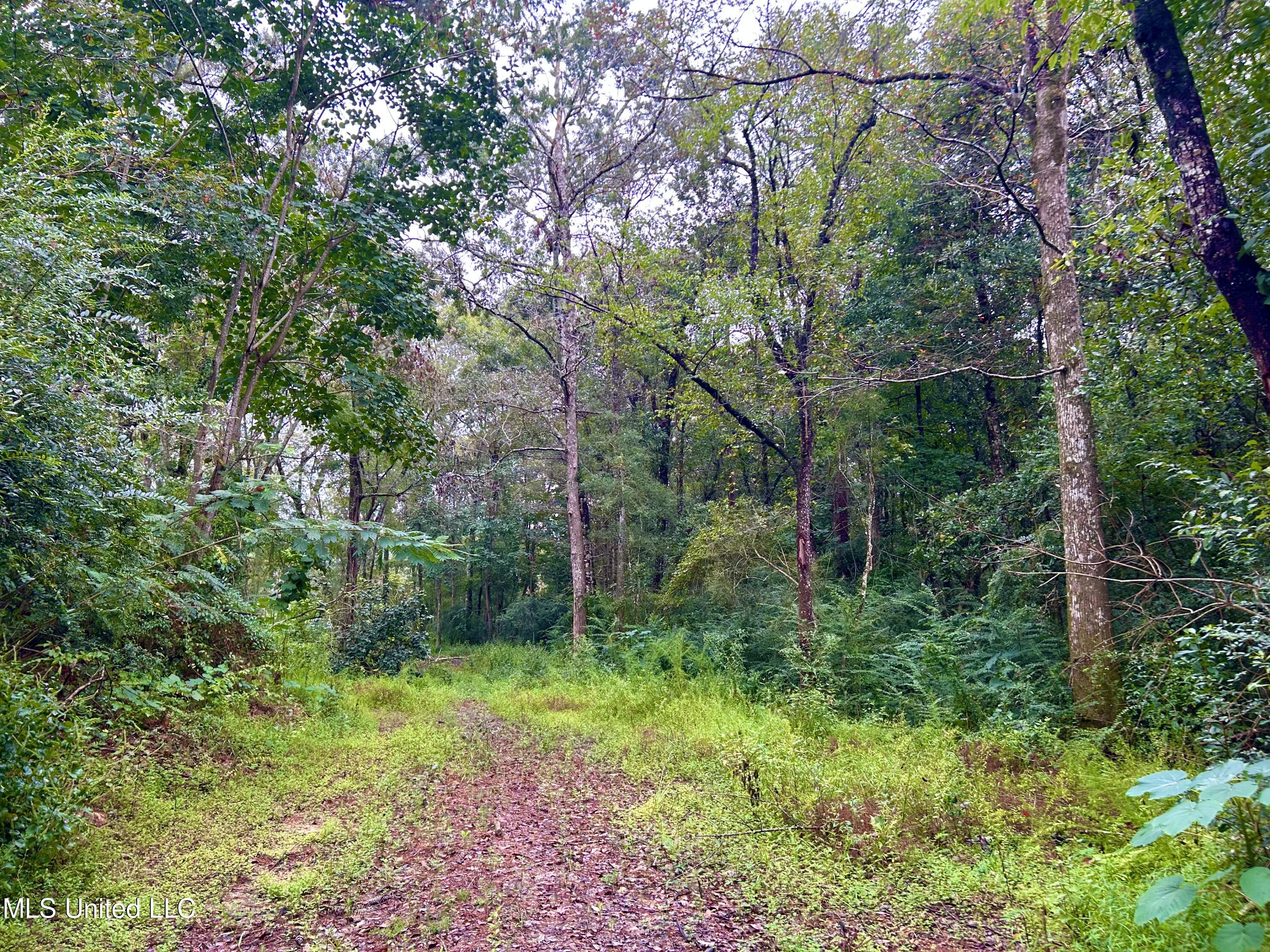 0 Campground Road Vancleave, MS 39565 - Photo 8 of 25 IMG_1038
