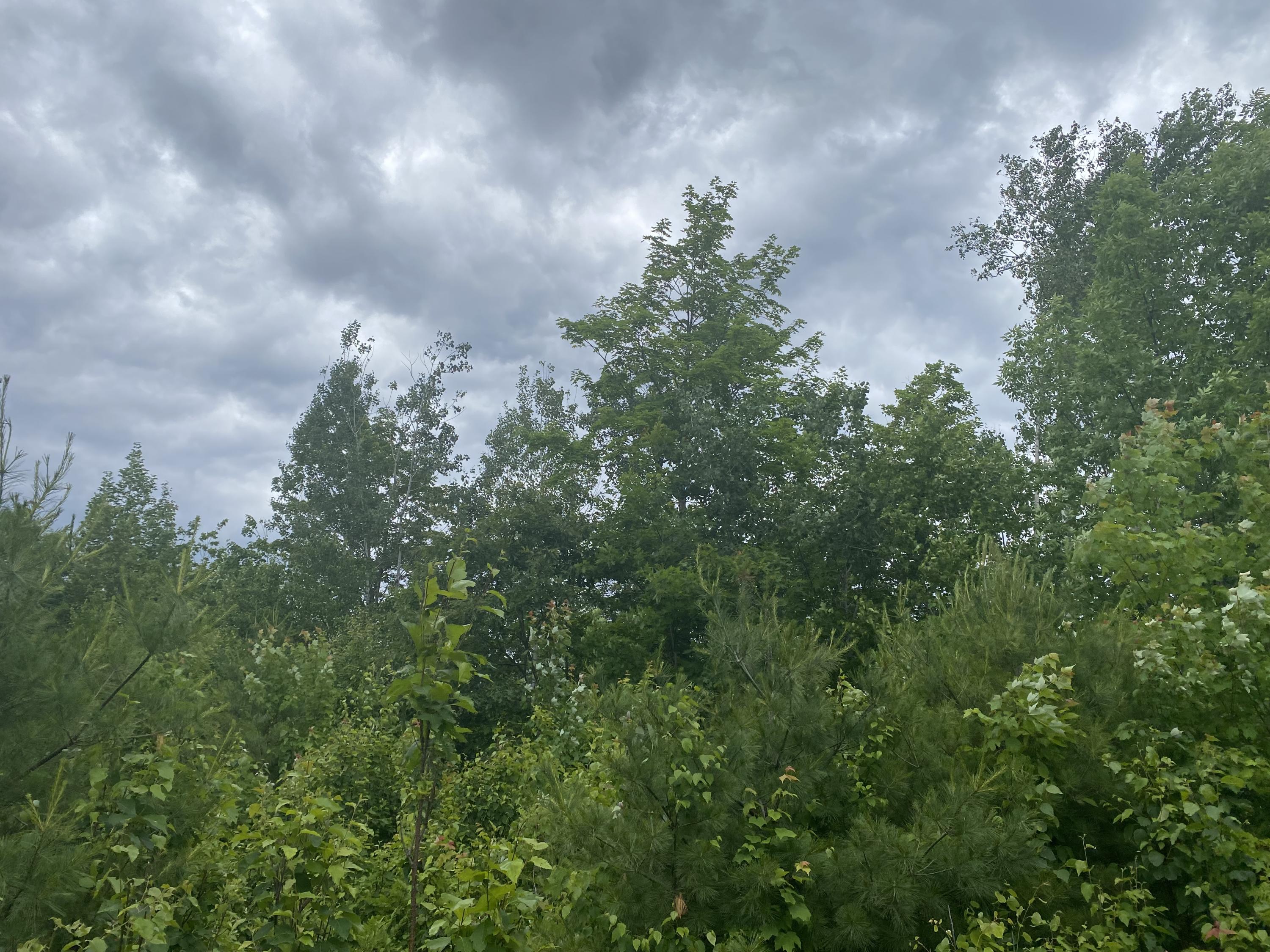 160 Reed's Mill Road Madrid Township, ME 04966 - Photo 6 of 20 Photo Jun 16, 2 39 05 PM