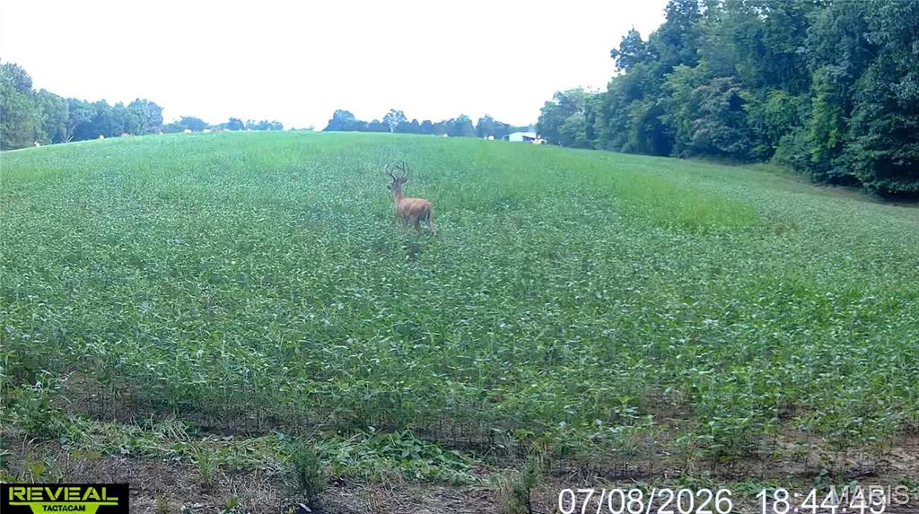 920 South Poplar Camp Road Makanda, IL 62958 - Photo 19 of 53