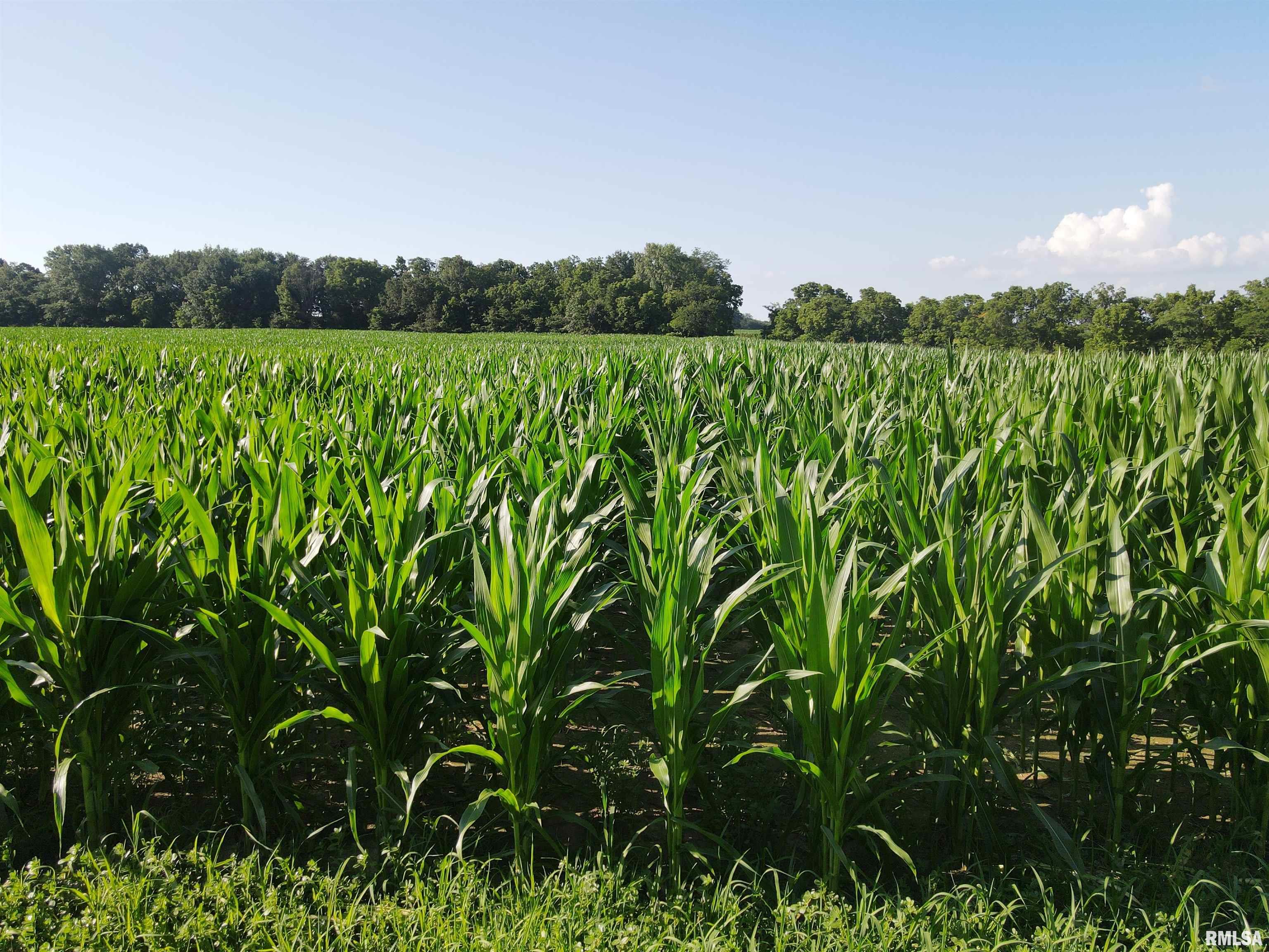 0 East County Road 900 Road Montrose, IL 62445 - Photo 14 of 18