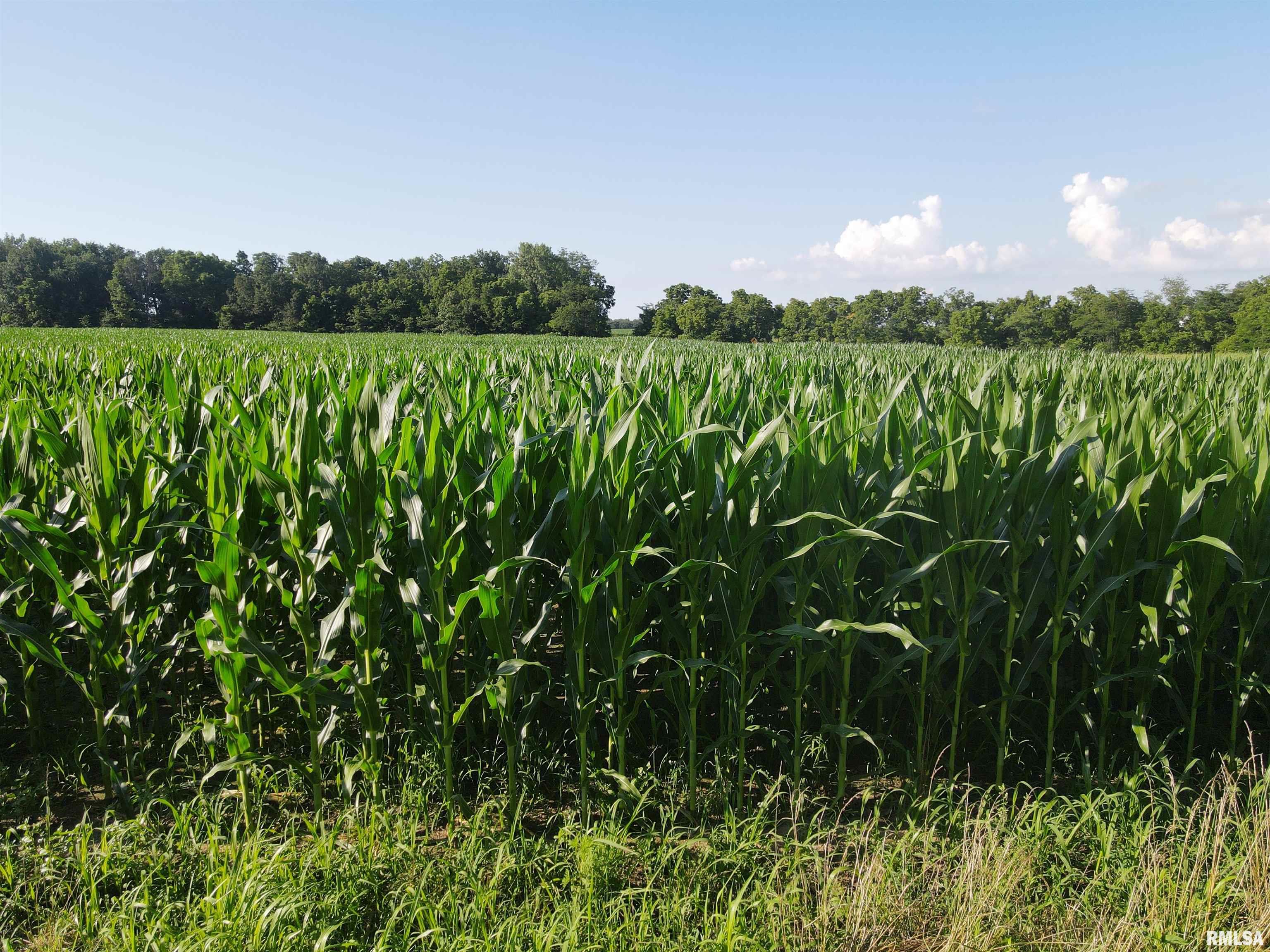 0 East County Road 900 Road Montrose, IL 62445 - Photo 15 of 18