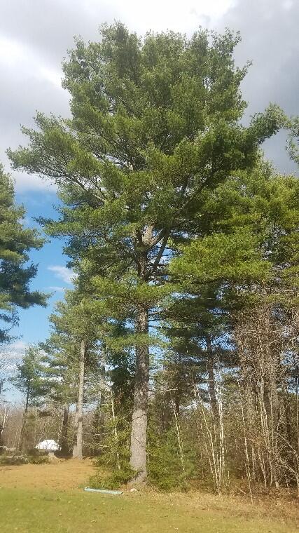 46 Albert-Reed Road Orrington, ME 04474 - Photo 11 of 22 Mature Trees