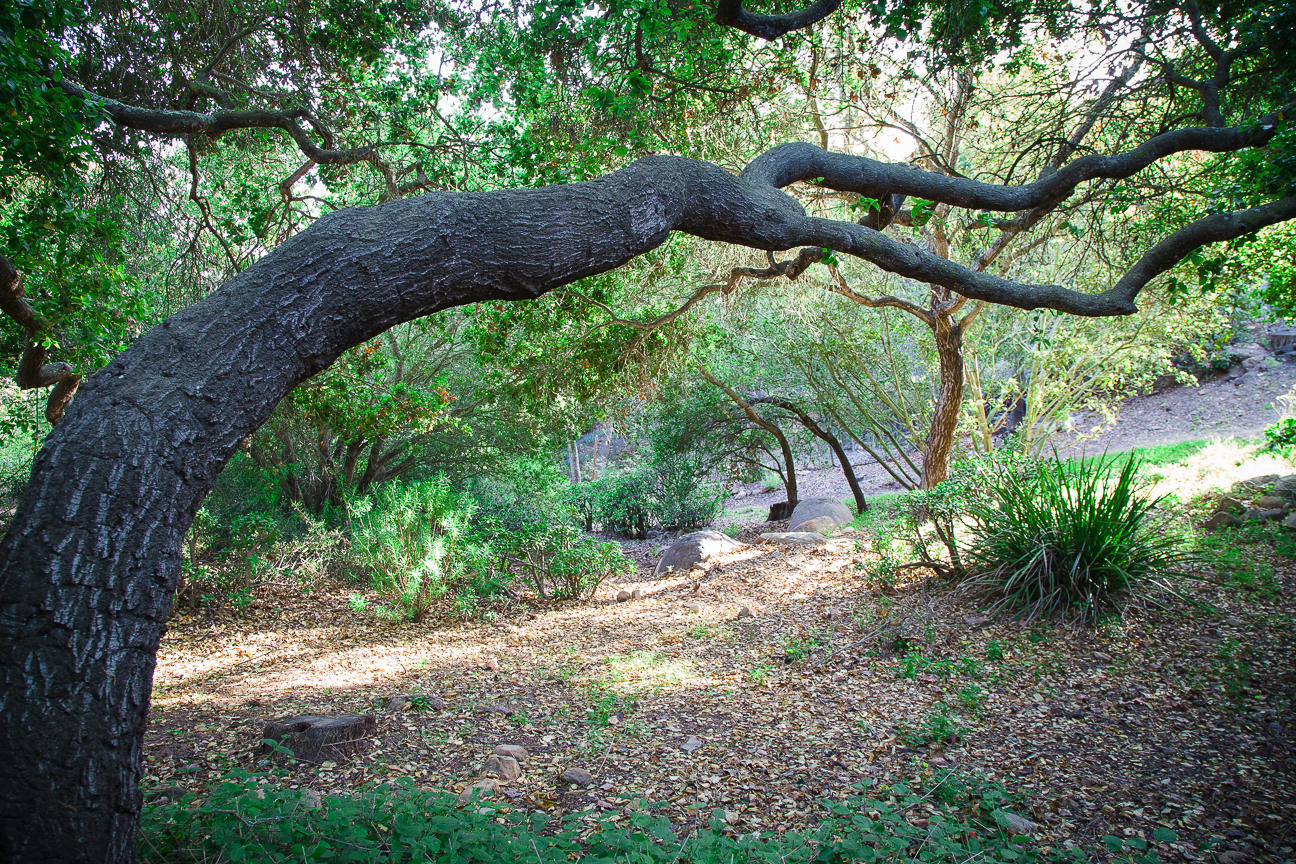 1213 Viscaino Road Santa Barbara, CA 93103 - Photo 17 of 22 a backyard of a house with lots of green space