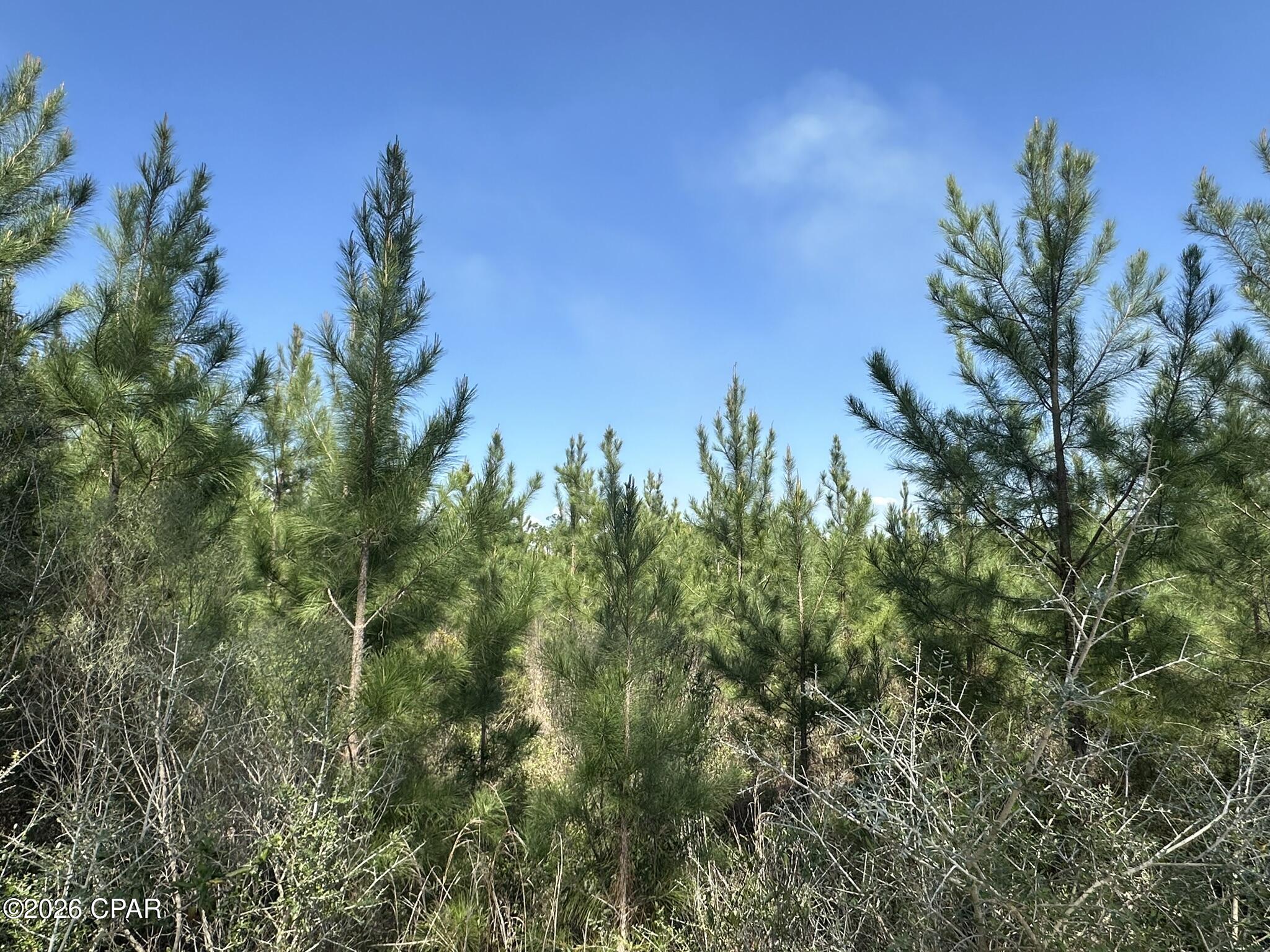 6336 Sand Path Road Bonifay, FL 32425 - Photo 4 of 12