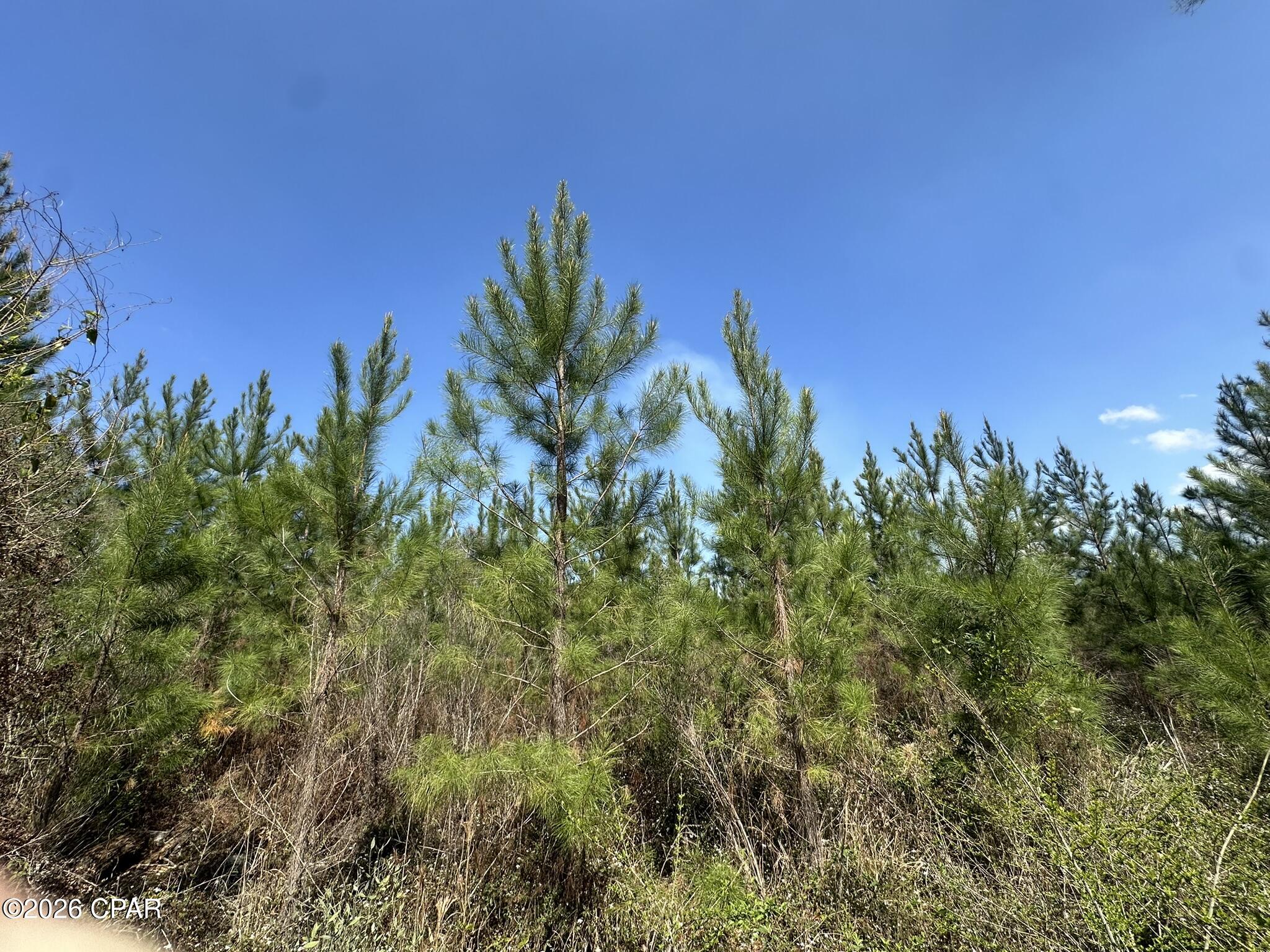 6336 Sand Path Road Bonifay, FL 32425 - Photo 5 of 12