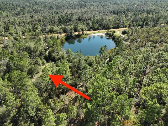 a view of a forest with a lake