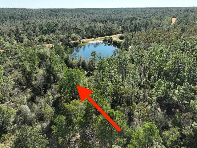 a view of a forest with a forest