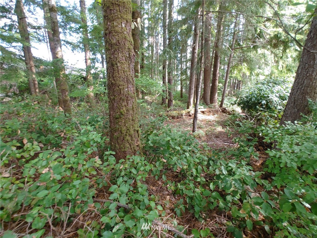 711 Robin Hood Loop Forks, WA 98331 - Photo 36 of 40 Gallery Image 36