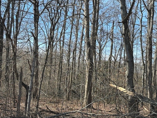 0 Pinewood Road Primm Springs, TN 38476 - Photo 2 of 7 Gallery Image 2