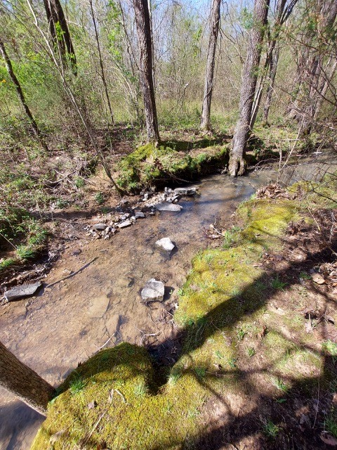 0 Pinewood Road Primm Springs, TN 38476 - Photo 6 of 7 Gallery Image 6