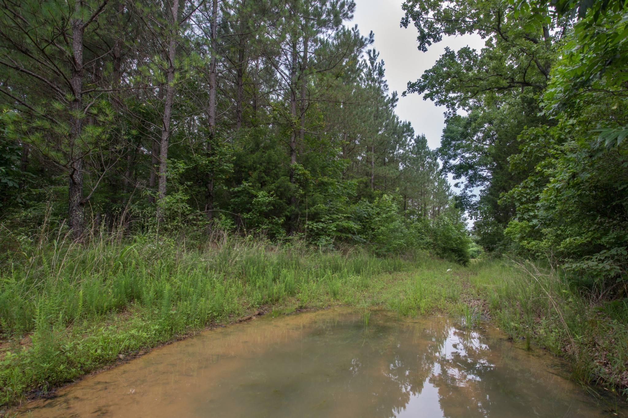115 Baudy James Road Cedar Grove, TN 38321 - Photo 13 of 18 a view of a forest with trees in front of it