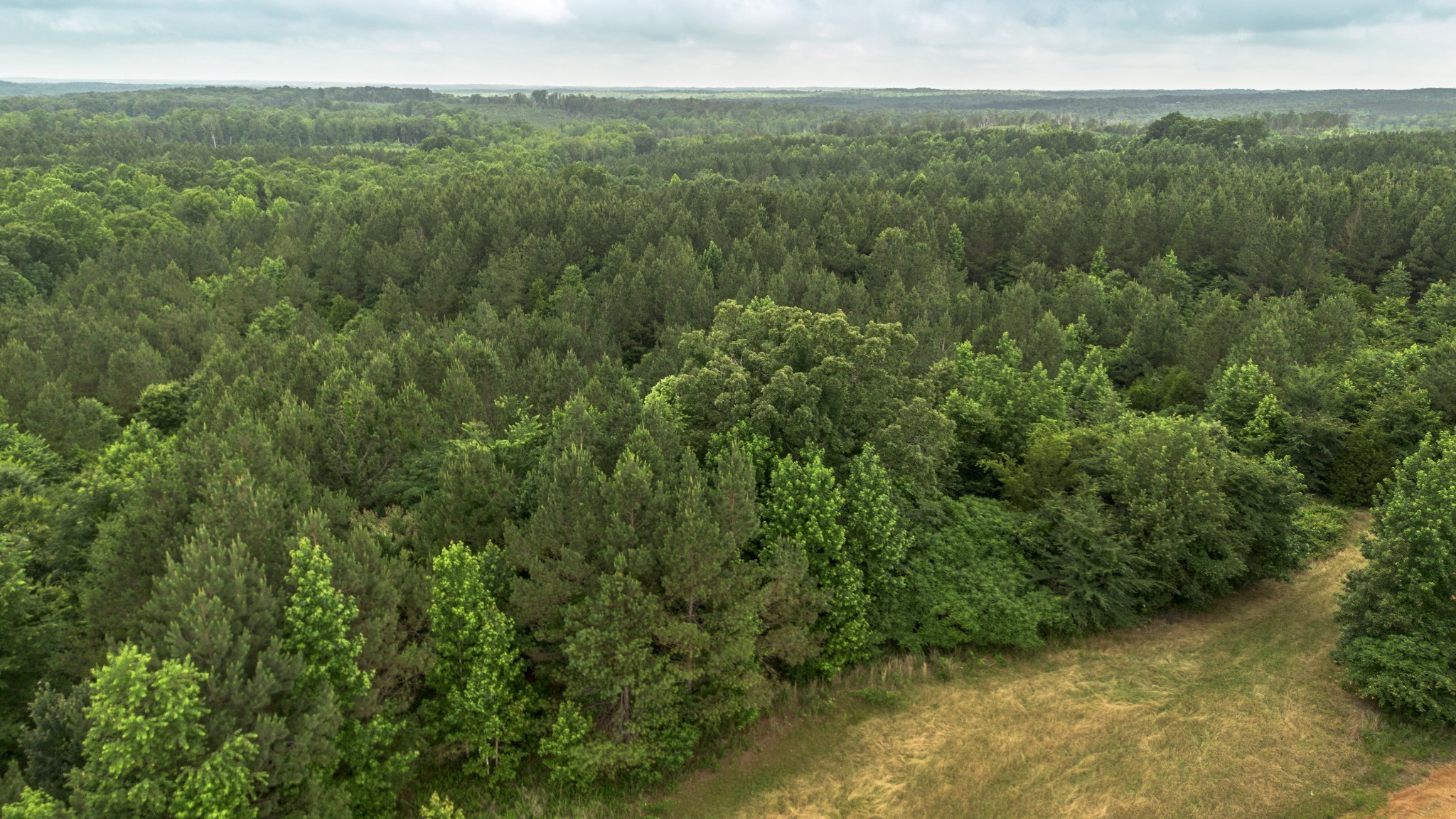 115 Baudy James Road Cedar Grove, TN 38321 - Photo 15 of 18 a view of a forest with a street