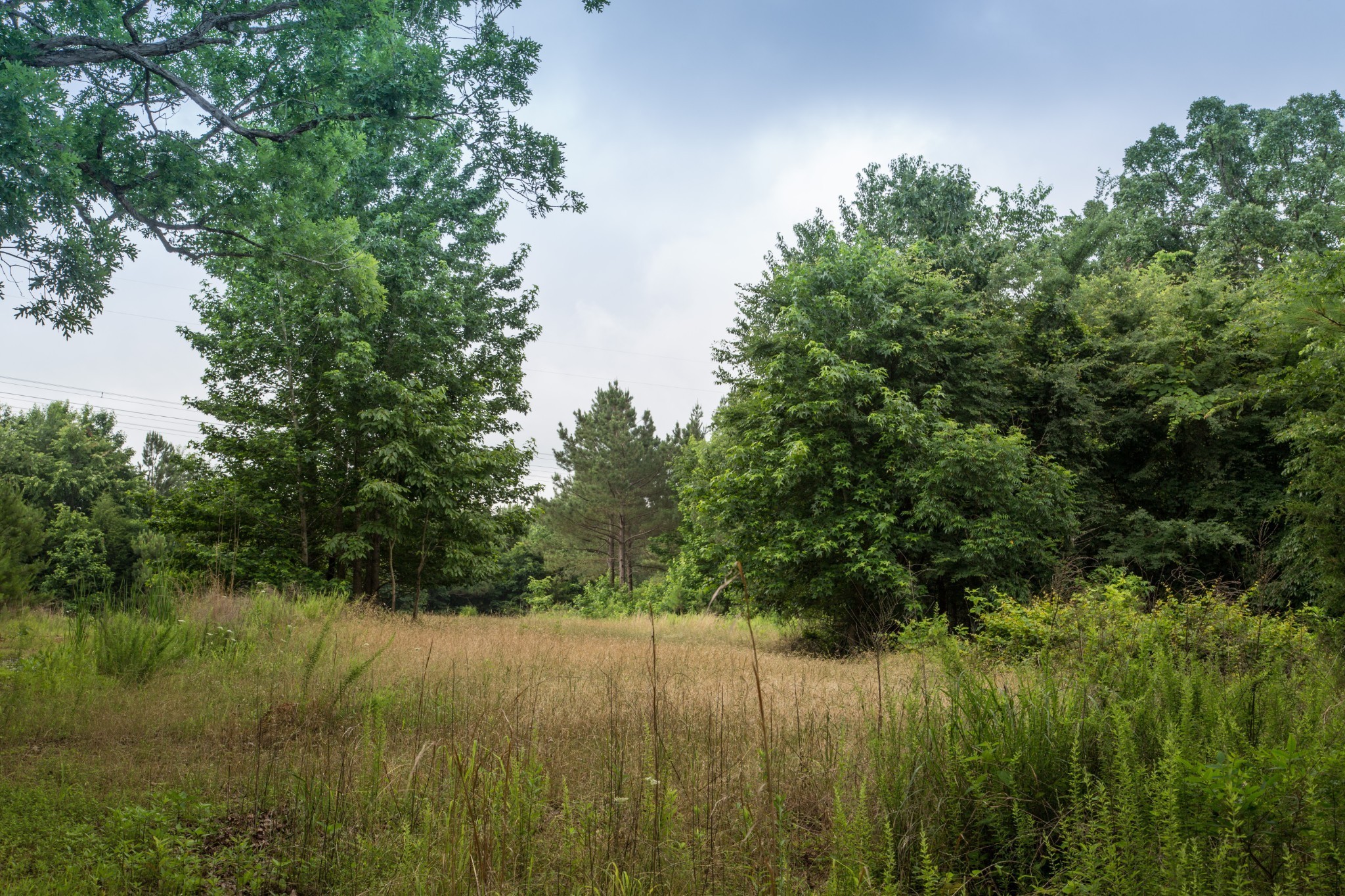 115 Baudy James Road Cedar Grove, TN 38321 - Photo 2 of 18 a view of lake with green space