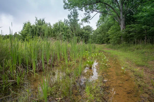 a view of a lush green space