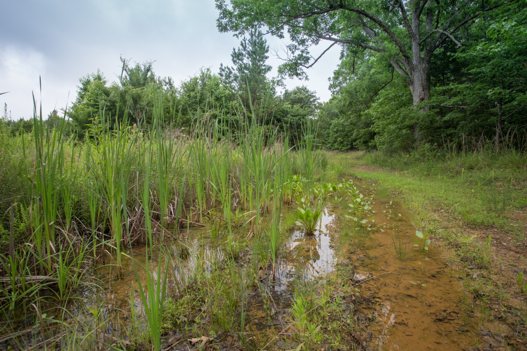 115 Baudy James Road Cedar Grove, TN 38321 - Photo 4 of 18 a view of a lush green space
