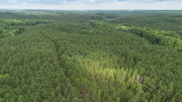 a view of a lush green forest with lush green forest