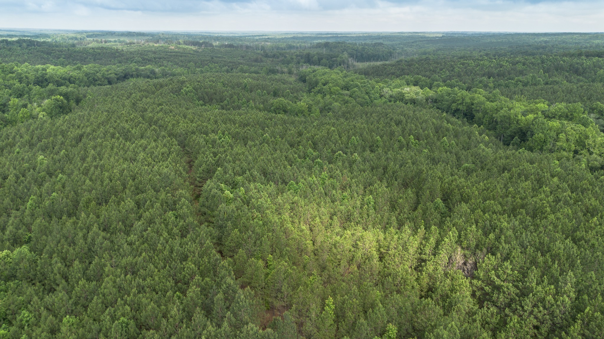 115 Baudy James Road Cedar Grove, TN 38321 - Photo 6 of 18 a view of a lush green forest with lush green forest