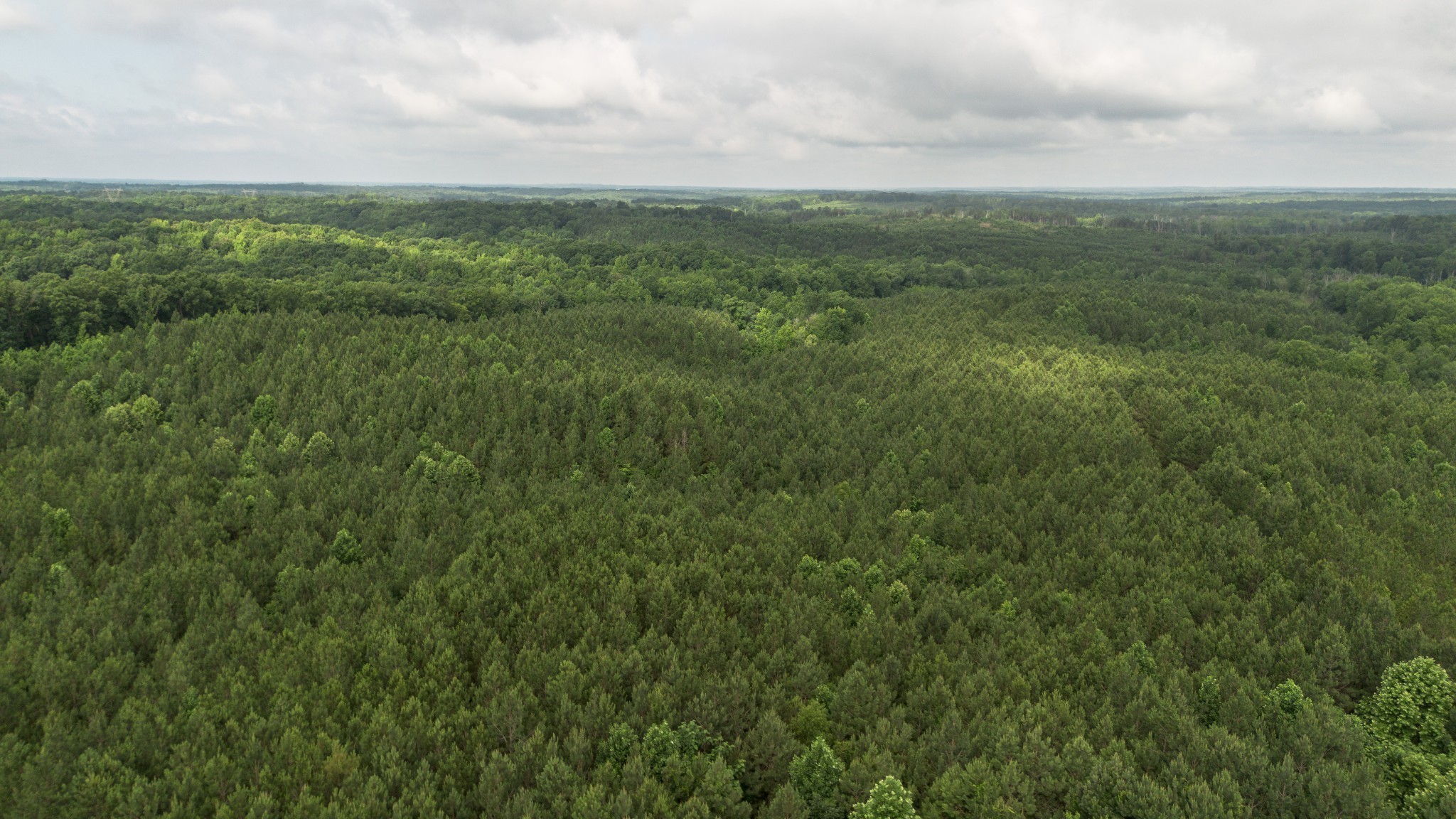 115 Baudy James Road Cedar Grove, TN 38321 - Photo 7 of 18 a view of a city with lush green forest
