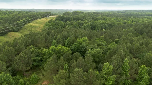 a view of a forest with a street