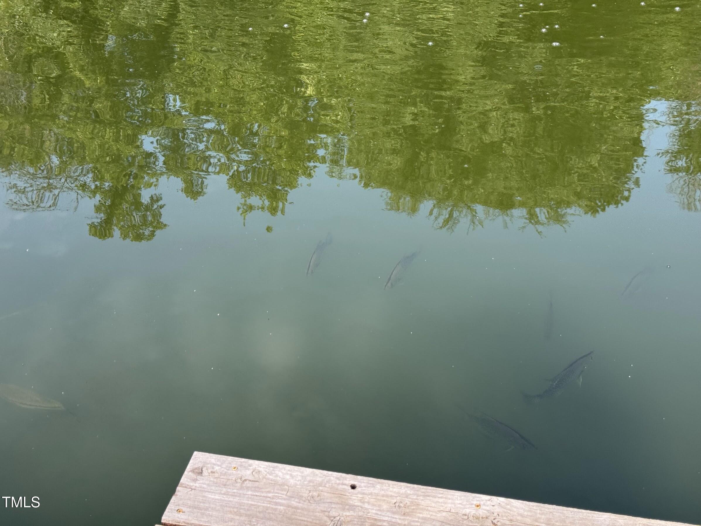 8737 Allison Road Cedar Grove, NC 27231 - Photo 74 of 80 Pond w fish