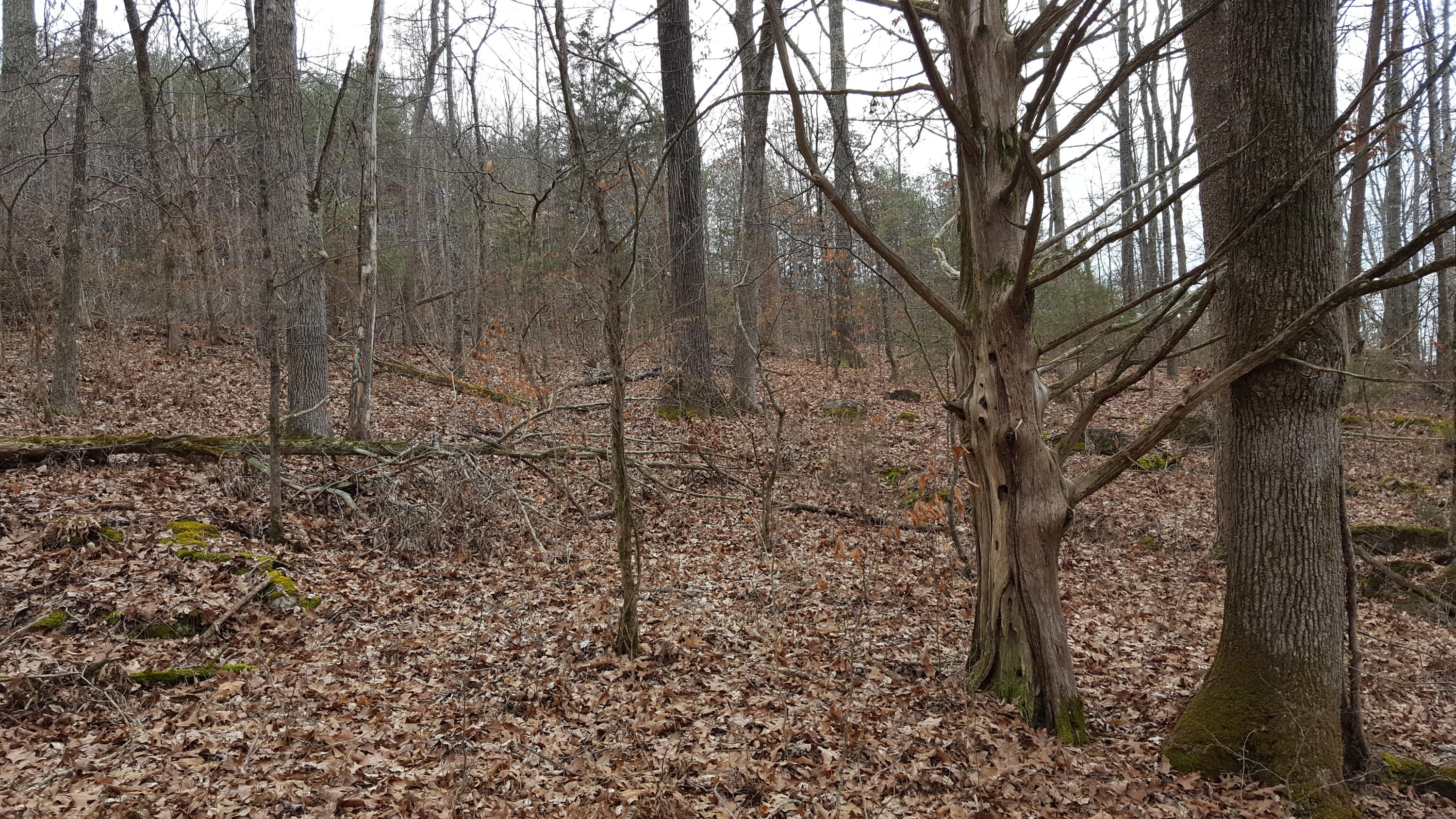 Deep Springs Road Road Dandridge, TN 37725 - Photo 2 of 19 20180122_104538