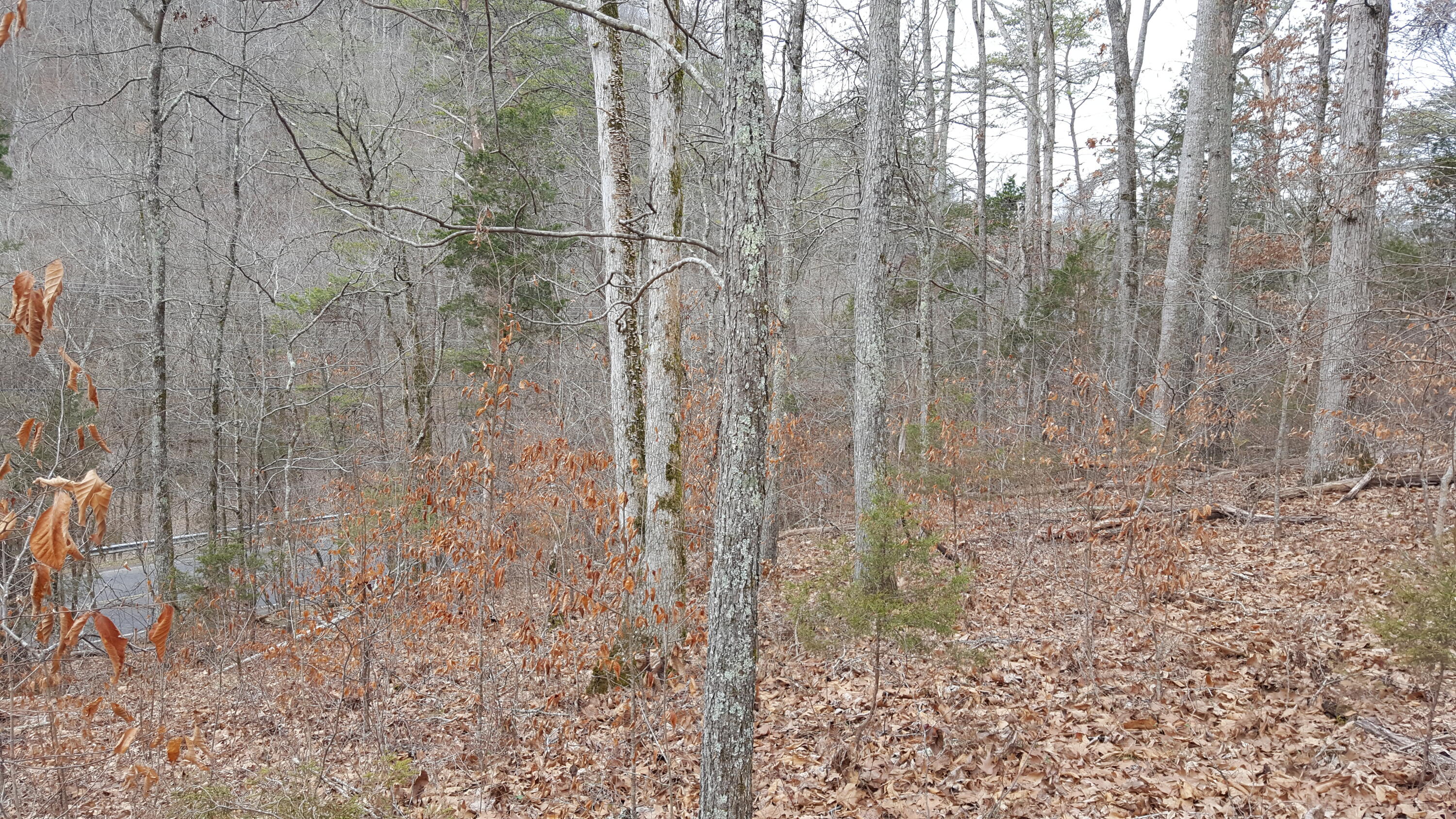 Deep Springs Road Road Dandridge, TN 37725 - Photo 11 of 19 20180122_105251