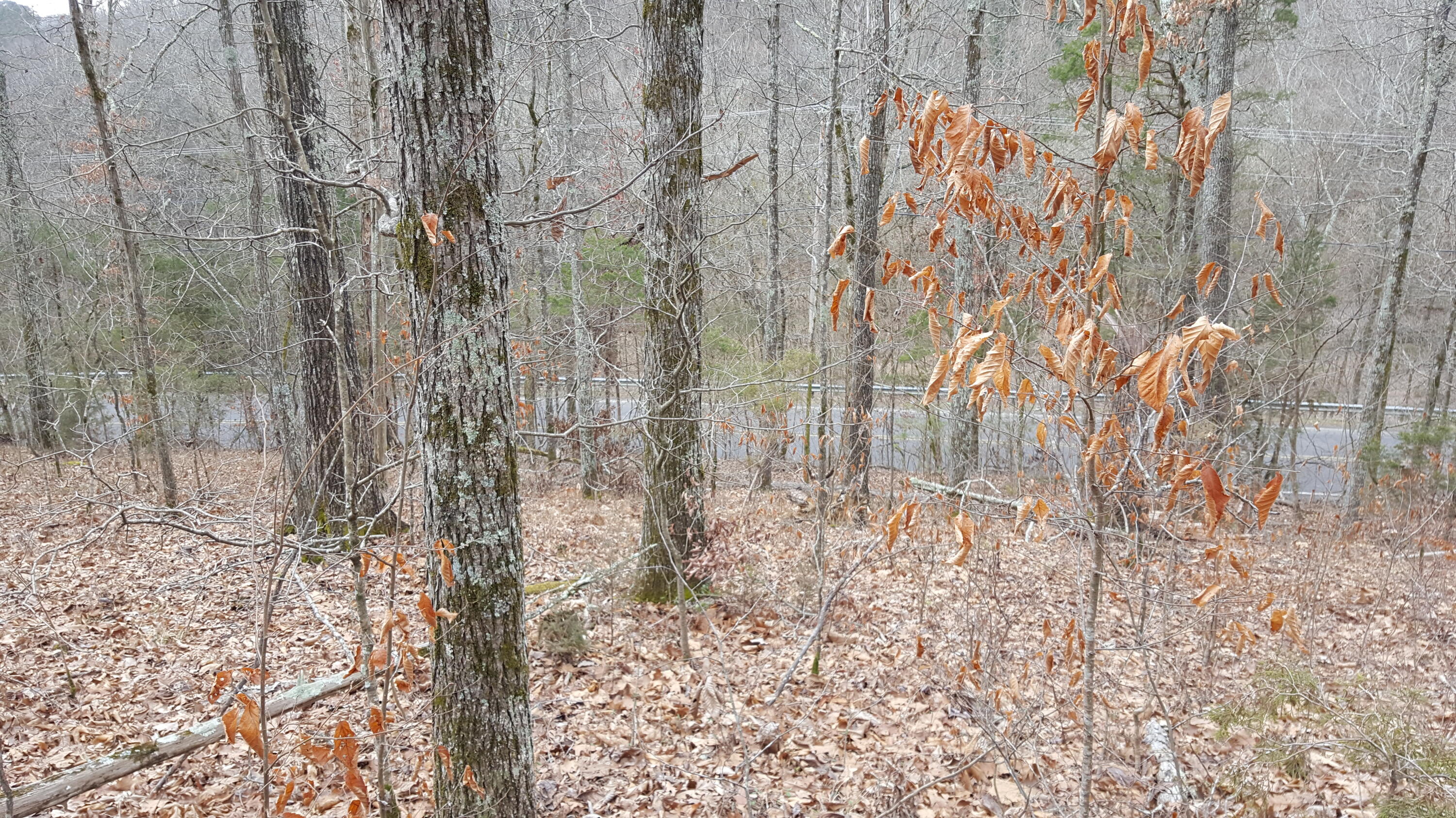 Deep Springs Road Road Dandridge, TN 37725 - Photo 12 of 19 20180122_105255