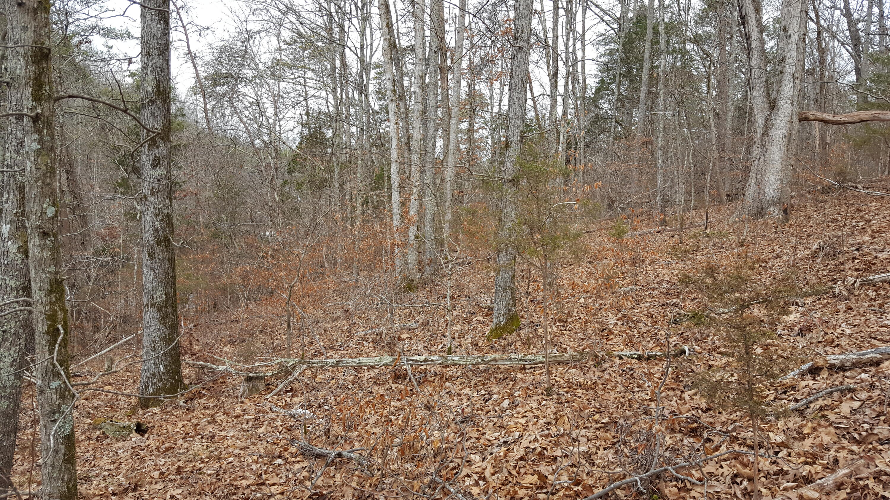 Deep Springs Road Road Dandridge, TN 37725 - Photo 13 of 19 20180122_105320