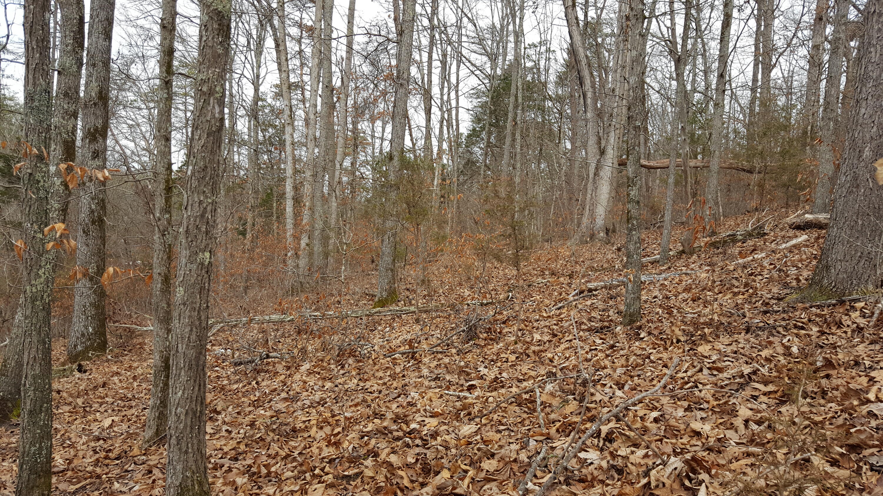 Deep Springs Road Road Dandridge, TN 37725 - Photo 14 of 19 20180122_105352