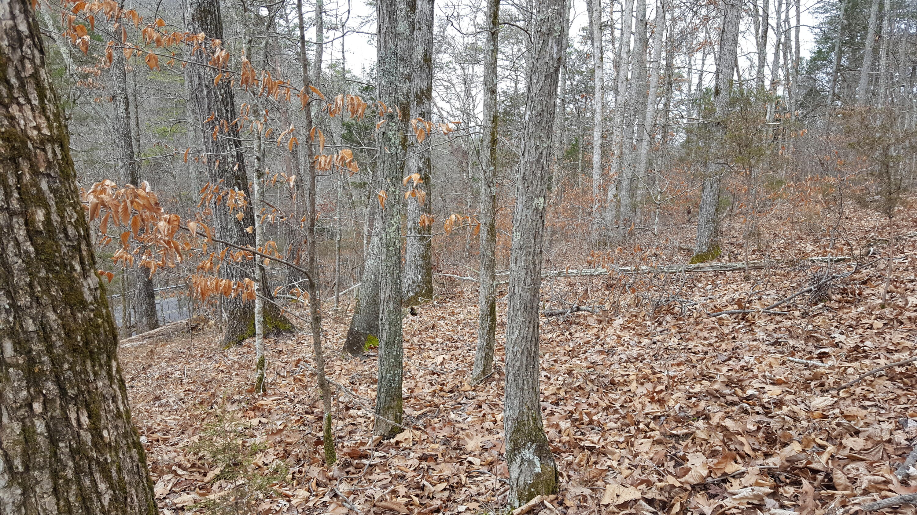 Deep Springs Road Road Dandridge, TN 37725 - Photo 15 of 19 20180122_105354