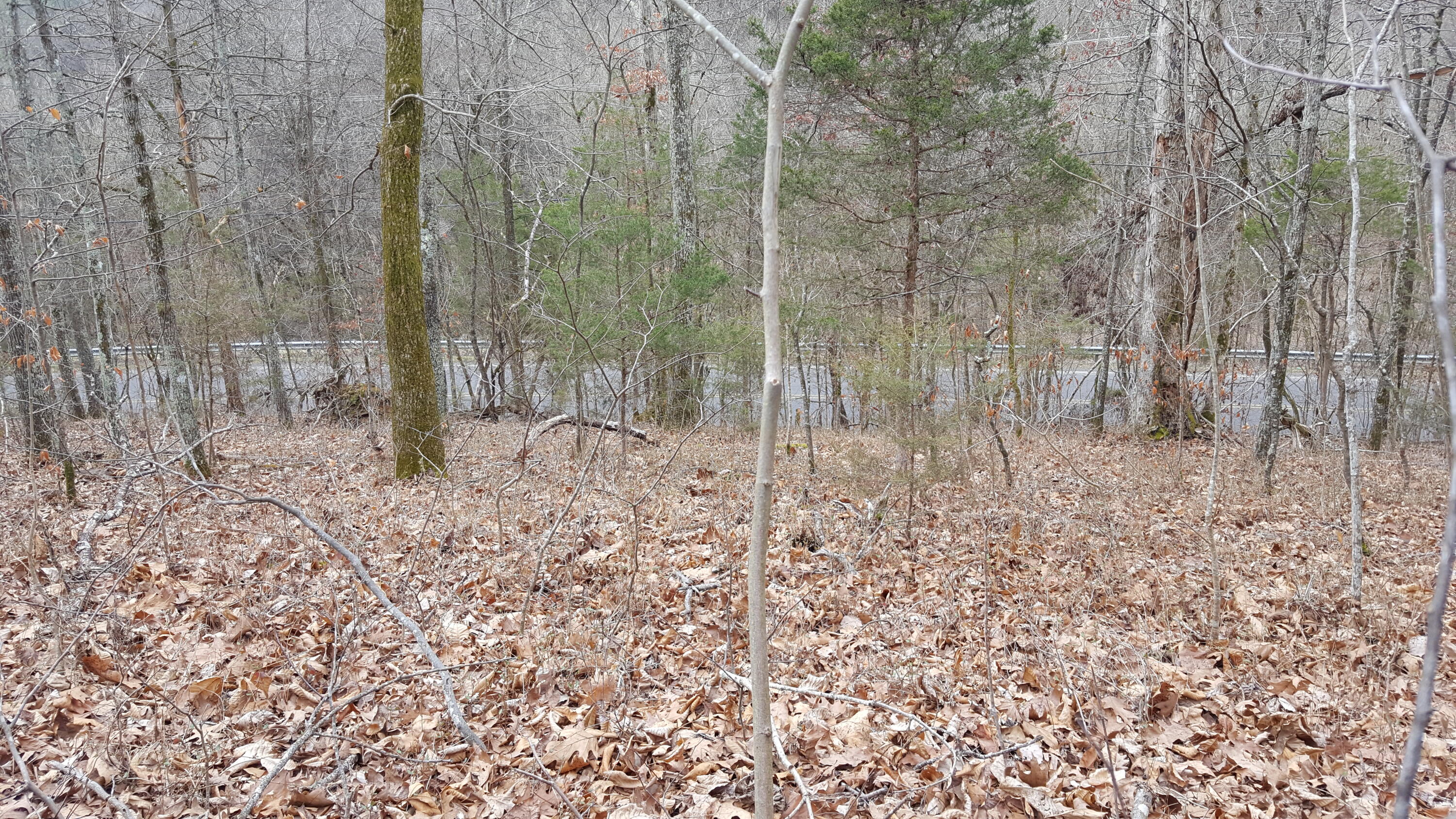 Deep Springs Road Road Dandridge, TN 37725 - Photo 16 of 19 20180122_105404