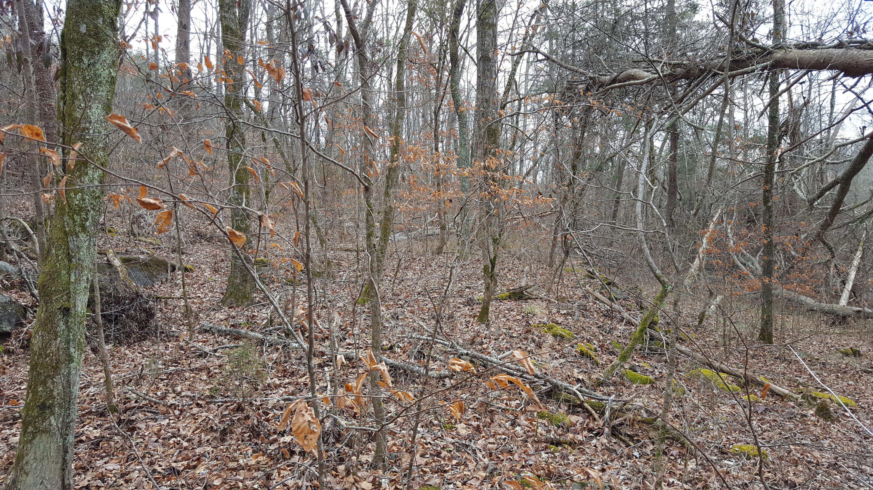 Deep Springs Road Road Dandridge, TN 37725 - Photo 3 of 19 20180122_104319