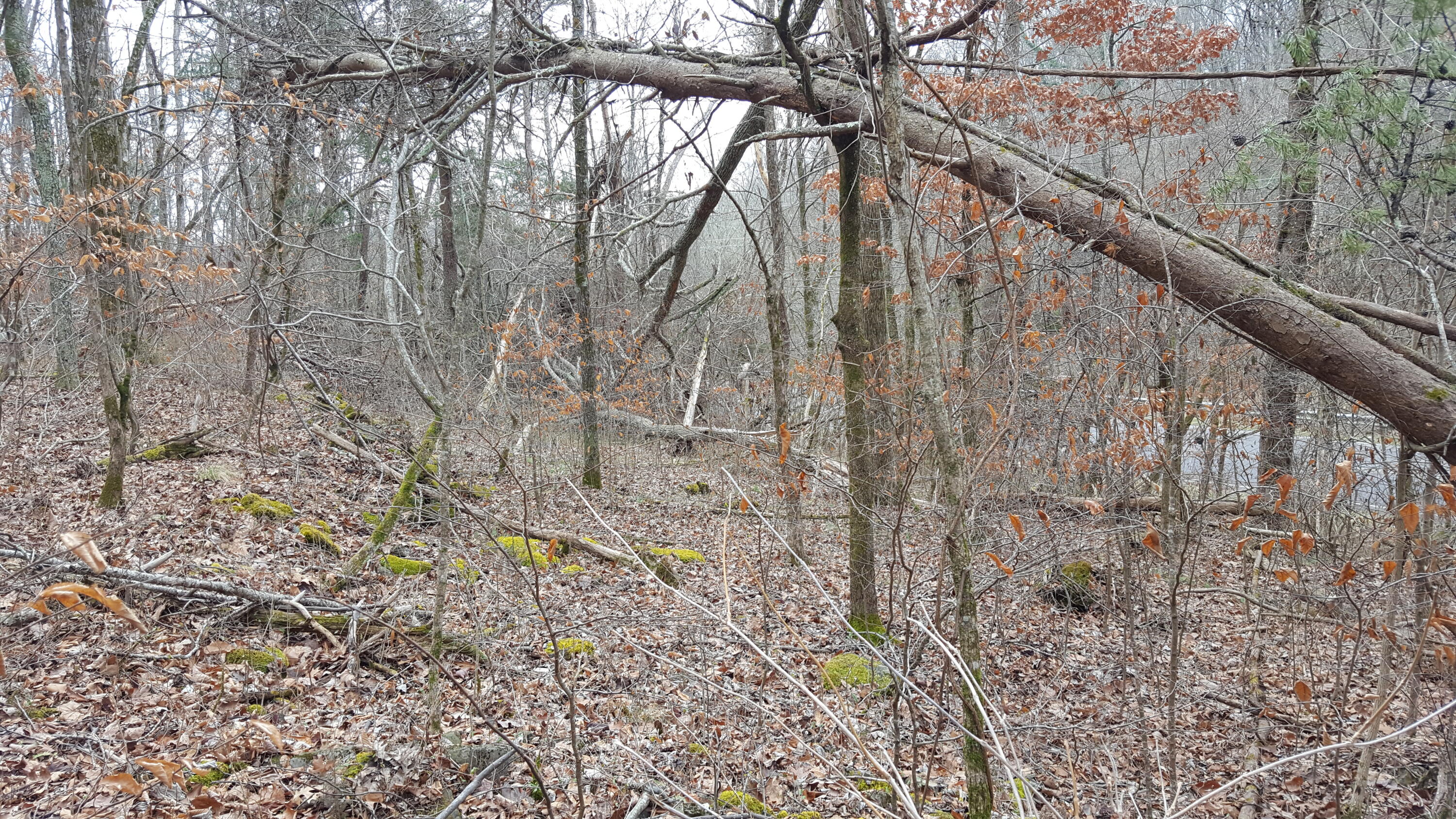 Deep Springs Road Road Dandridge, TN 37725 - Photo 4 of 19 20180122_104324