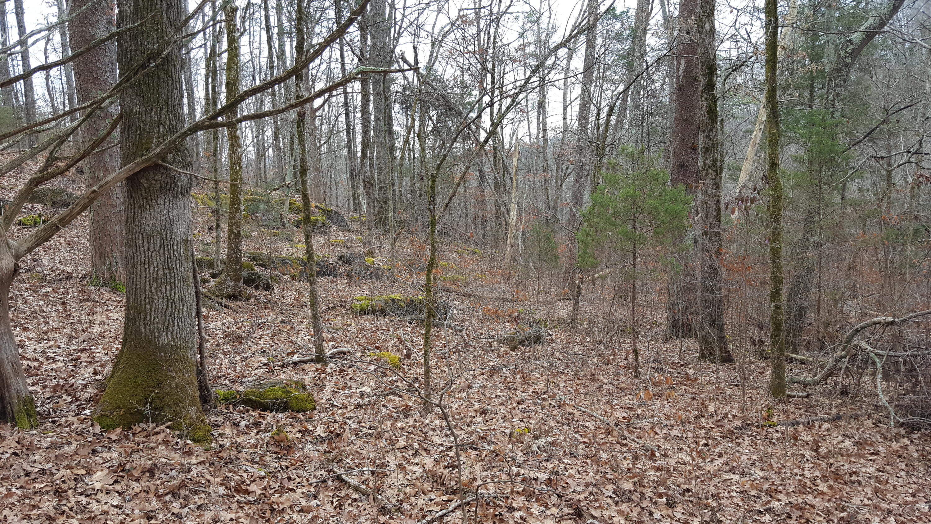 Deep Springs Road Road Dandridge, TN 37725 - Photo 5 of 19 20180122_104543