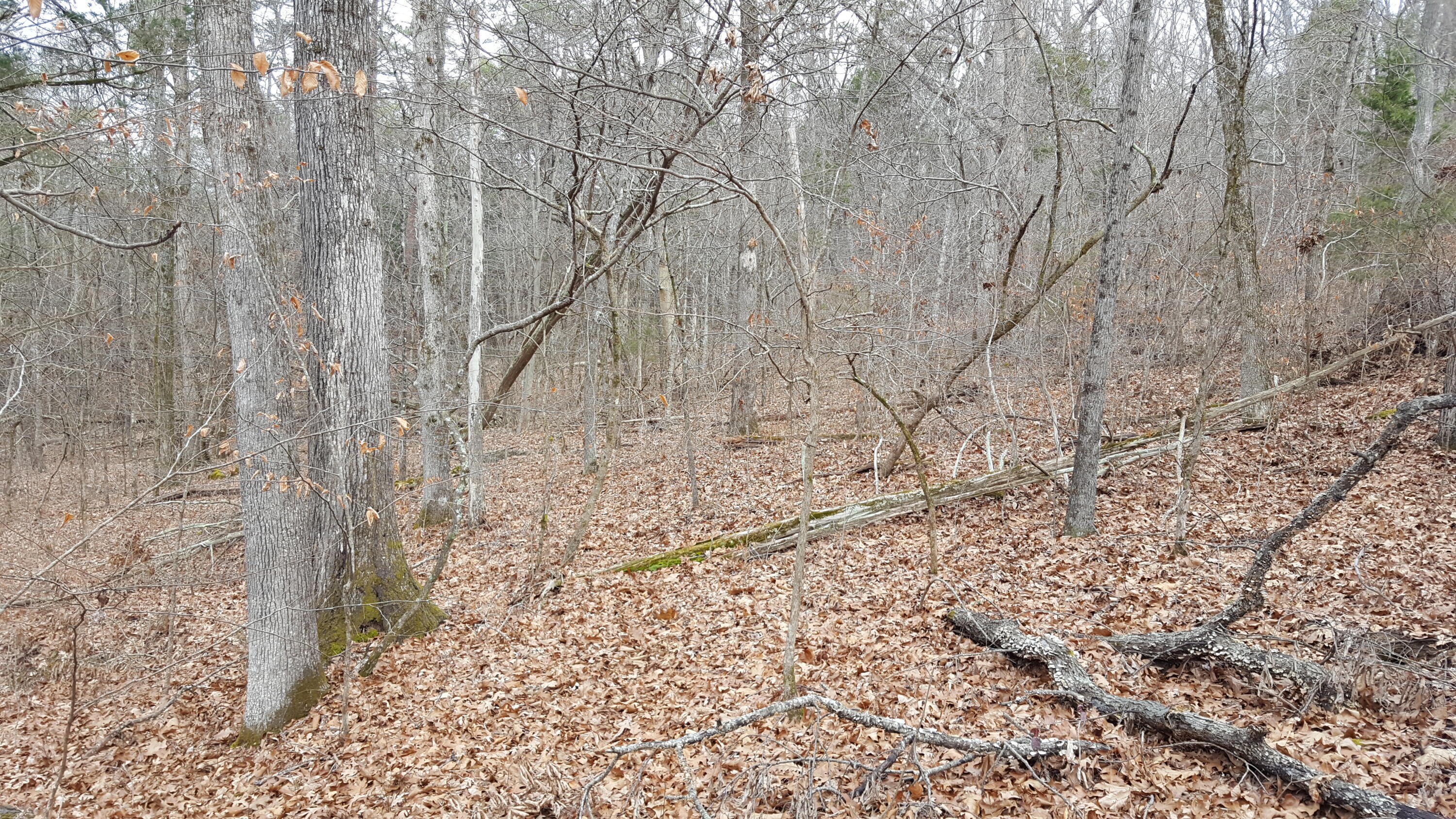 Deep Springs Road Road Dandridge, TN 37725 - Photo 6 of 19 20180122_104740