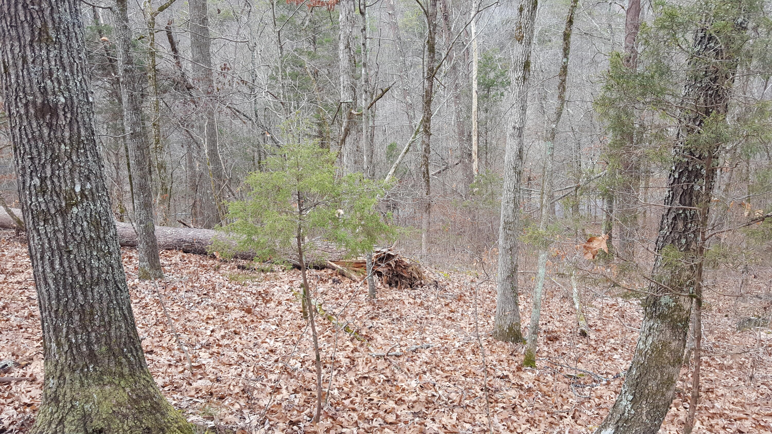 Deep Springs Road Road Dandridge, TN 37725 - Photo 7 of 19 20180122_104749