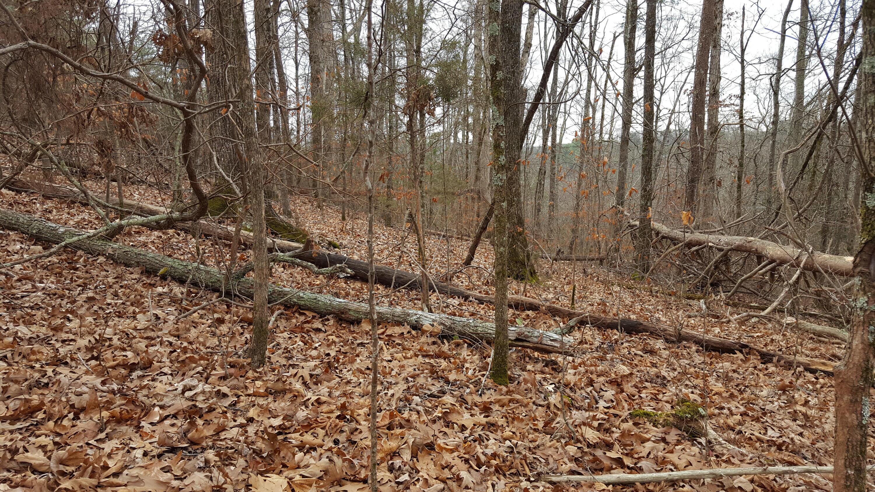 Deep Springs Road Road Dandridge, TN 37725 - Photo 8 of 19 20180122_104808