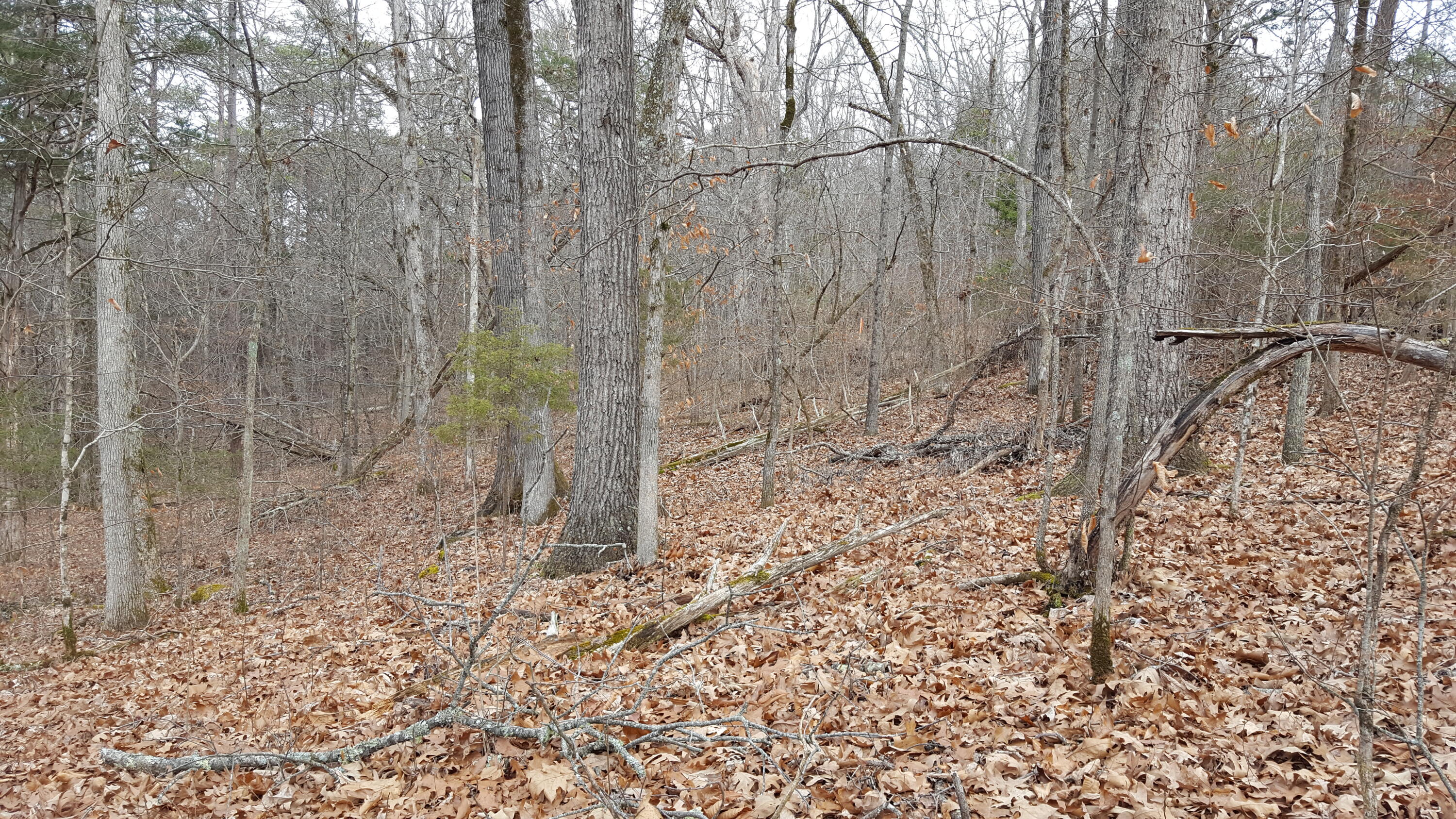 Deep Springs Road Road Dandridge, TN 37725 - Photo 9 of 19 20180122_104838