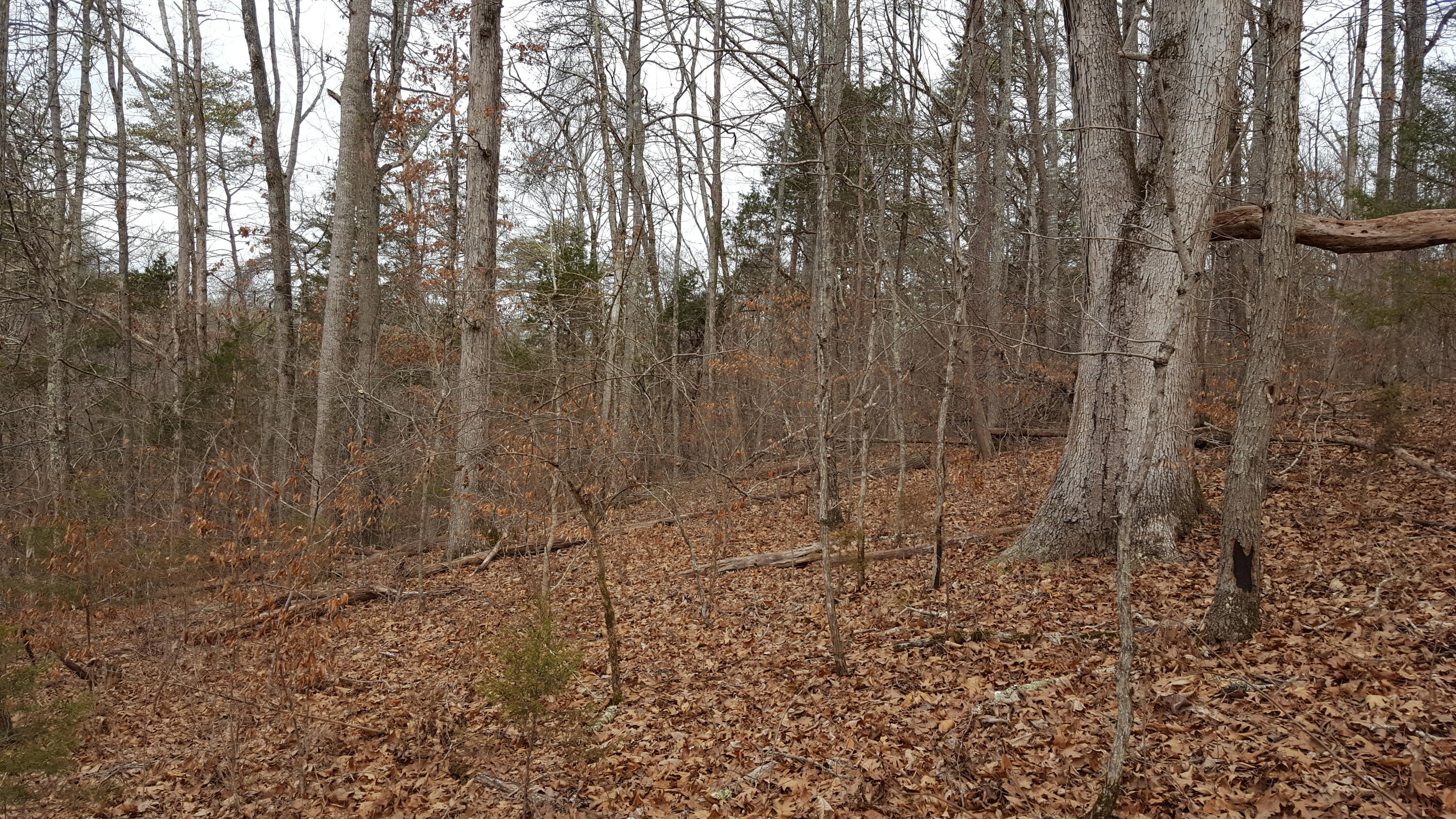 Deep Springs Road Road Dandridge, TN 37725 - Photo 10 of 19 20180122_105247