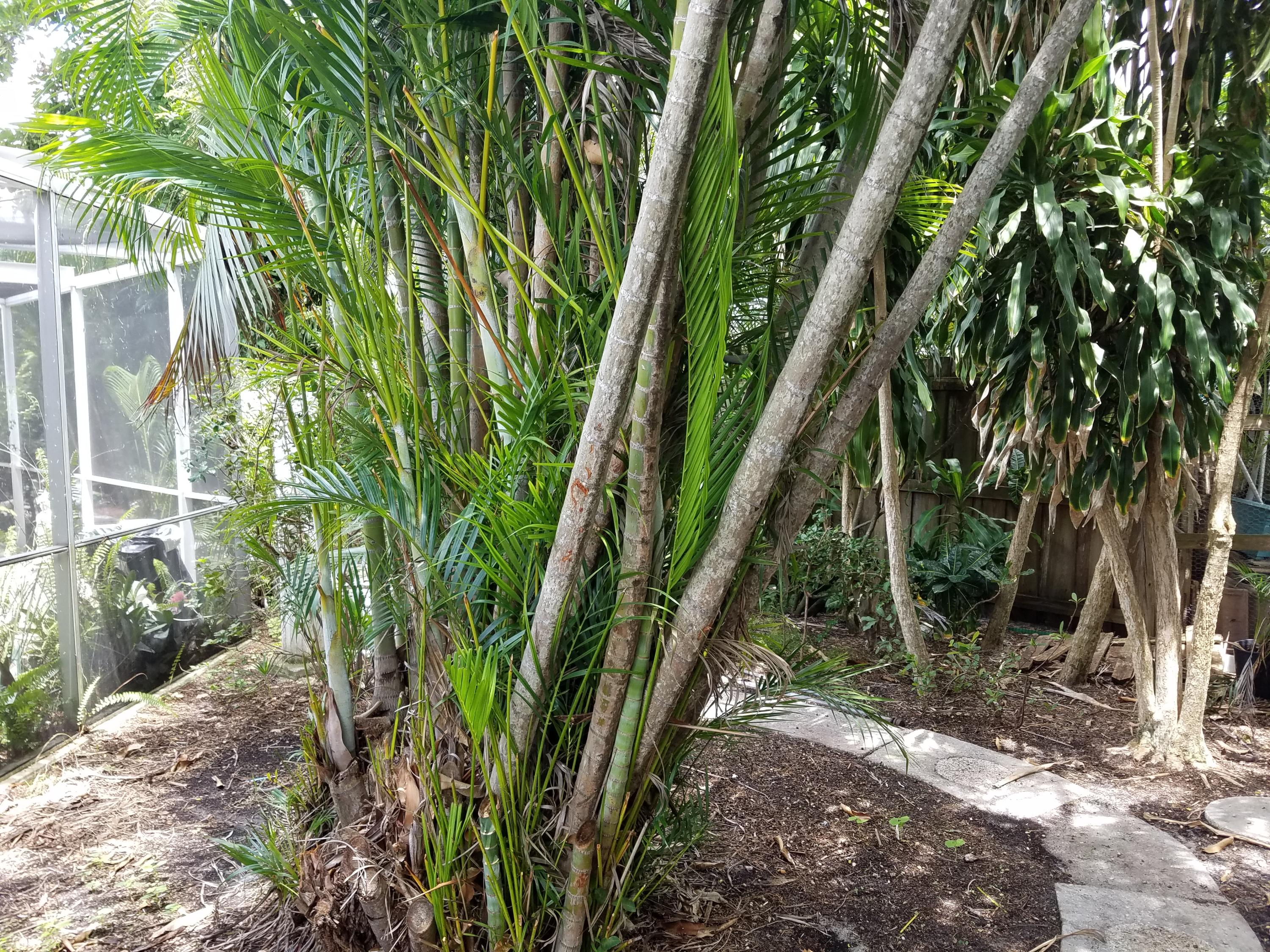 341 Northeast 24th Street Boca Raton, FL 33431 - Photo 11 of 72 20180806_123506