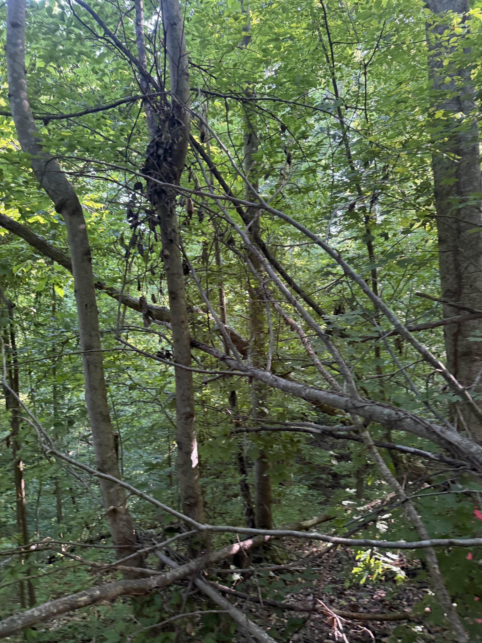 0 West Crigger Road Millington, TN 38053 - Photo 9 of 9