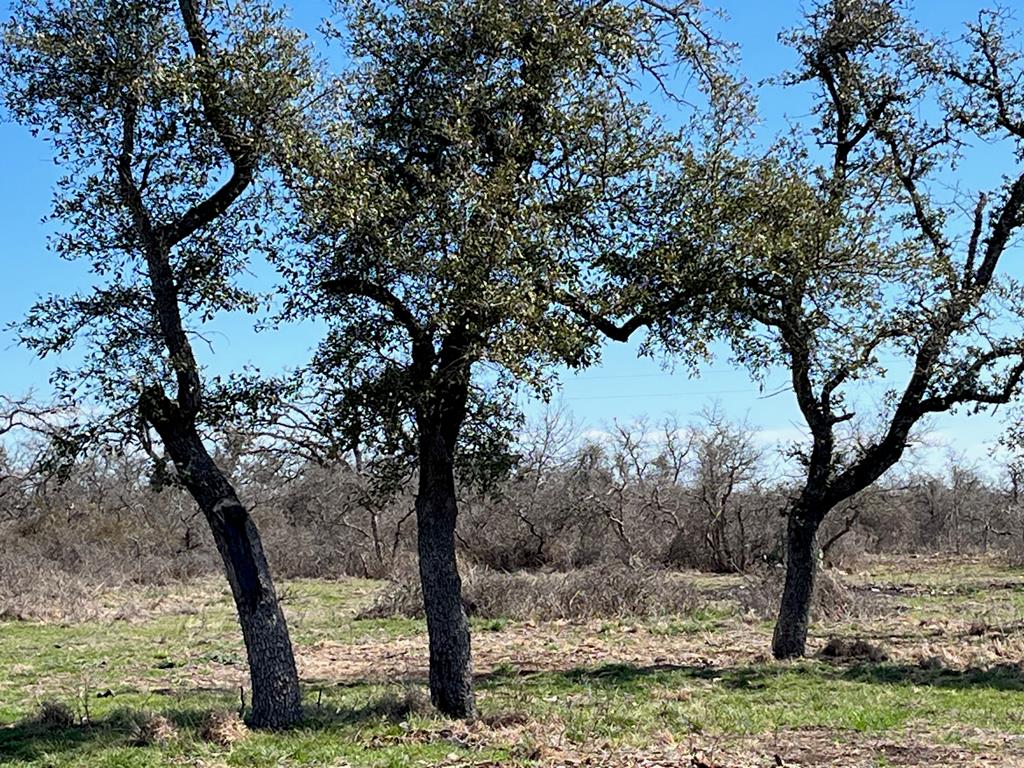 Lot 1 Jung Road, Unit 1 Harper, TX 78631 - Photo 10 of 12 Gallery Image 10