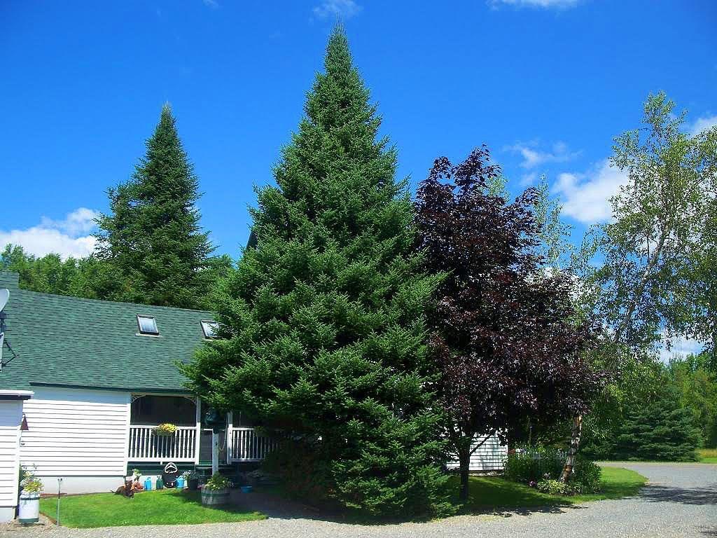 95 Codfish Ridge Road Linneus, ME 04730 - Photo 4 of 35 Photo