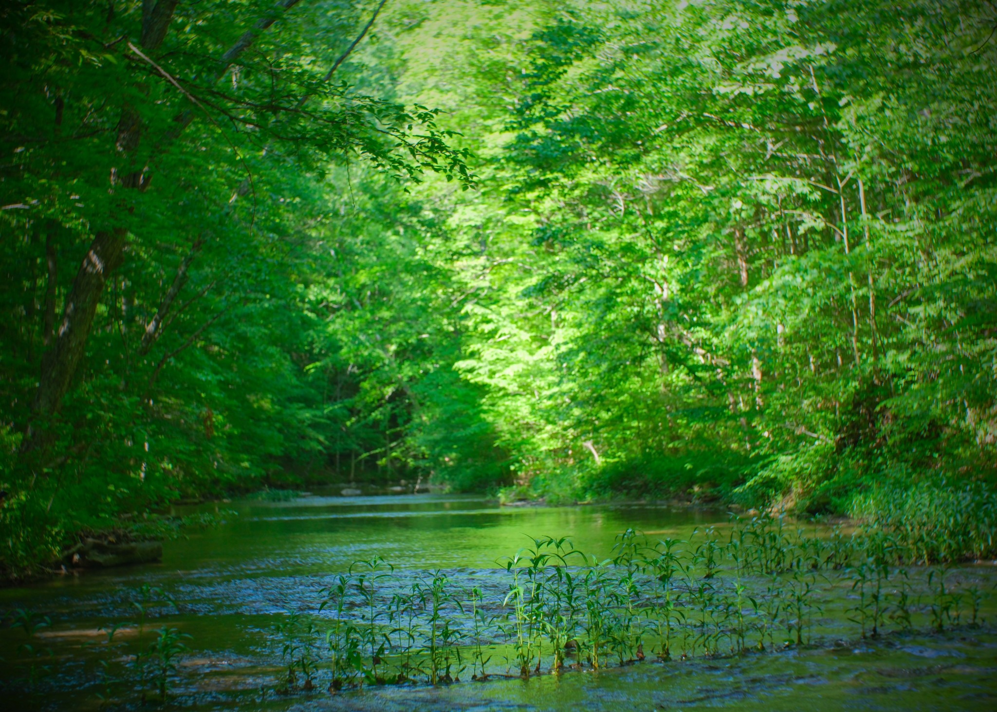 1104 Deer Ridge Road Kingston Springs, TN 37082 - Photo 29 of 36 a view of a lush green space