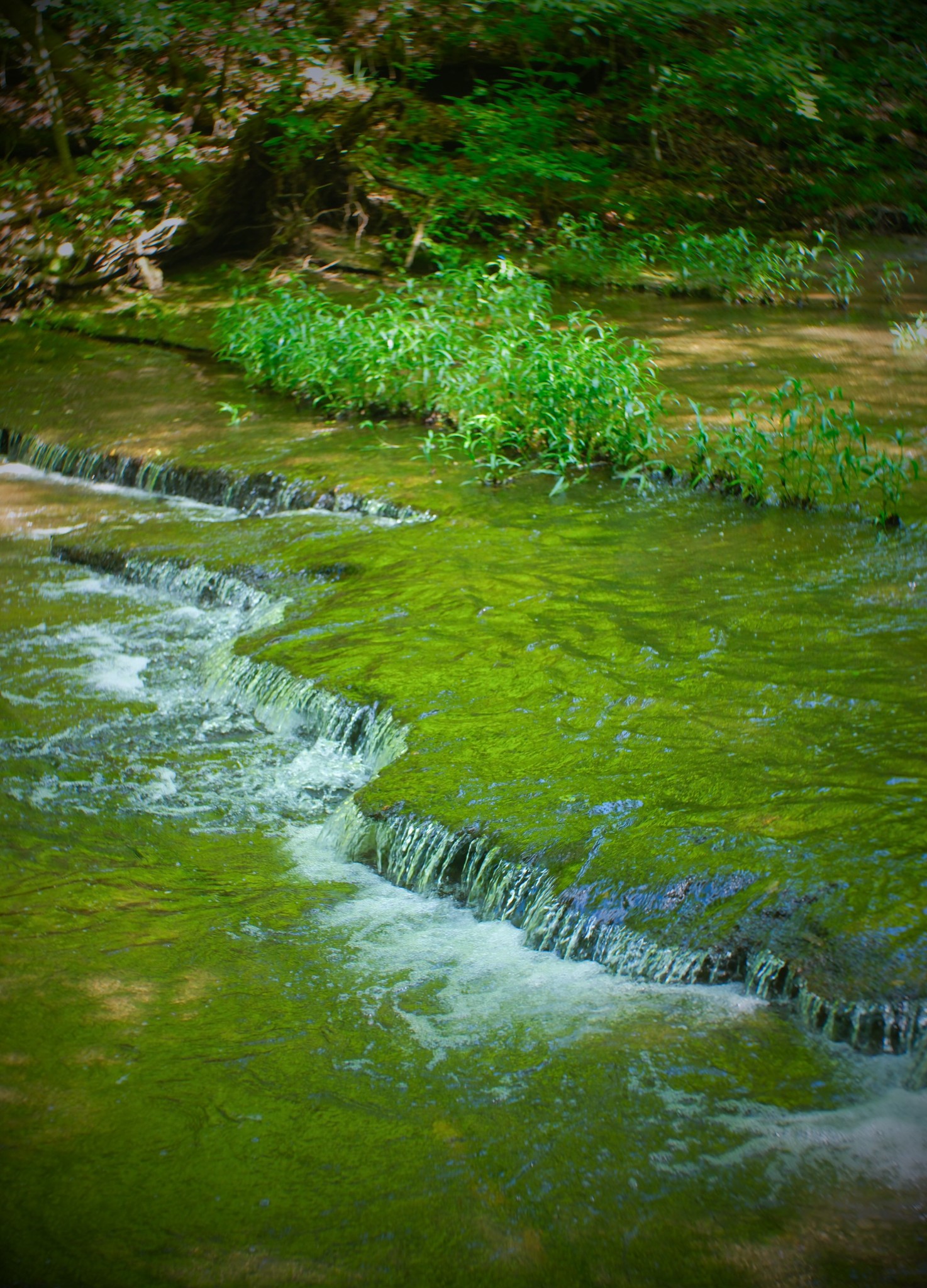 1104 Deer Ridge Road Kingston Springs, TN 37082 - Photo 32 of 36 a view of a golf course with a lake