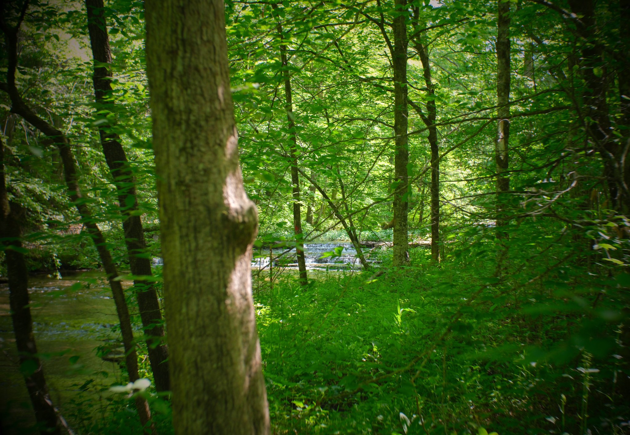1104 Deer Ridge Road Kingston Springs, TN 37082 - Photo 34 of 36 a lush green forest with lots of trees